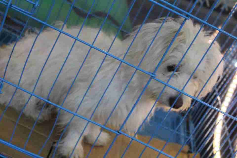 كلاب للبيع dogs for sale
لا تنسَ أنك شاهدت هذا الإعلان في عنكبوت
For sale
1-جراء هاسكي عمر 4...