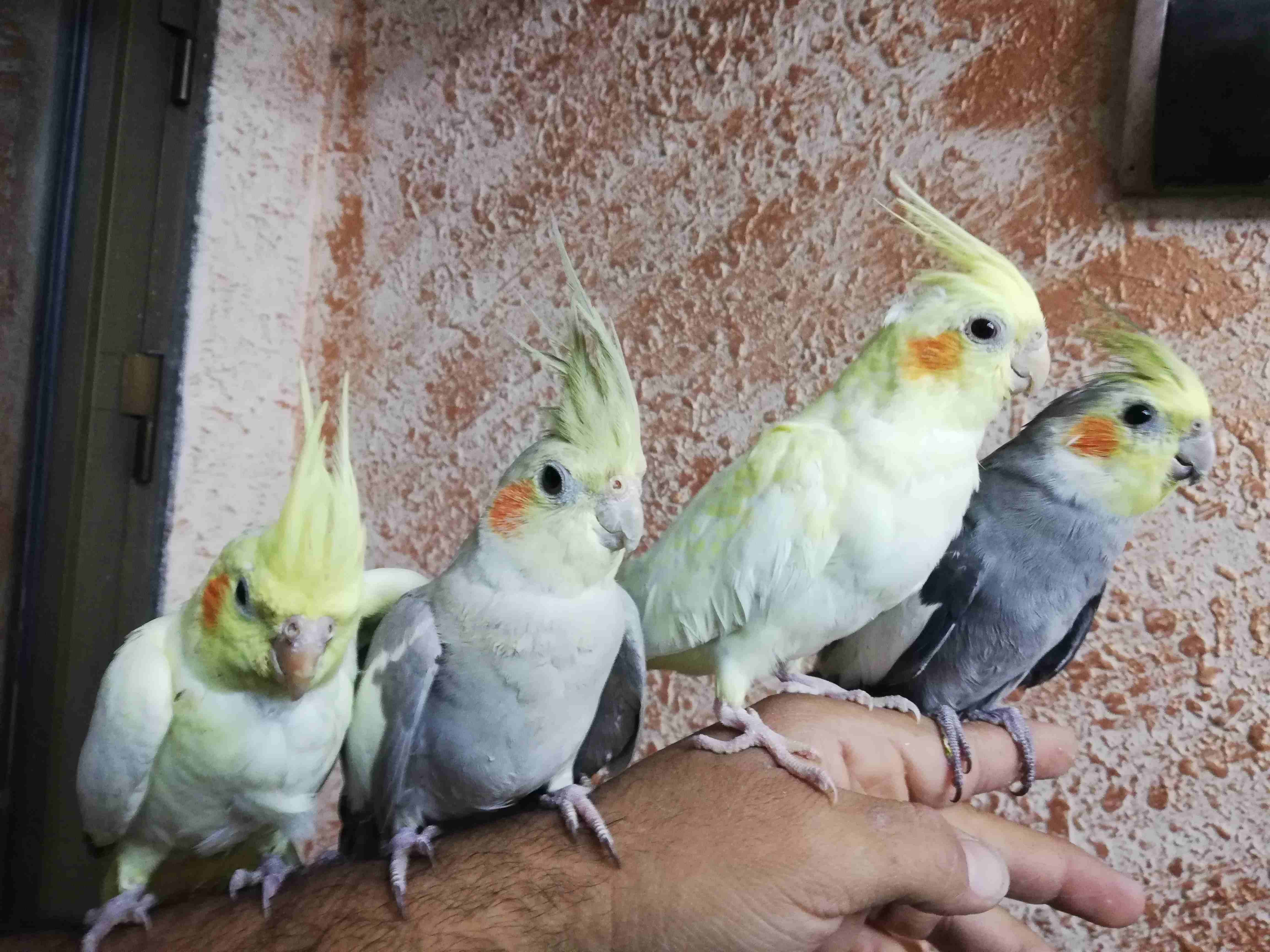عرووووووووض ناااااااار
لا تنسَ أنك شاهدت هذا الإعلان في عنكبوت
عرررررض حارق خارق متفجر
اذكر الله...