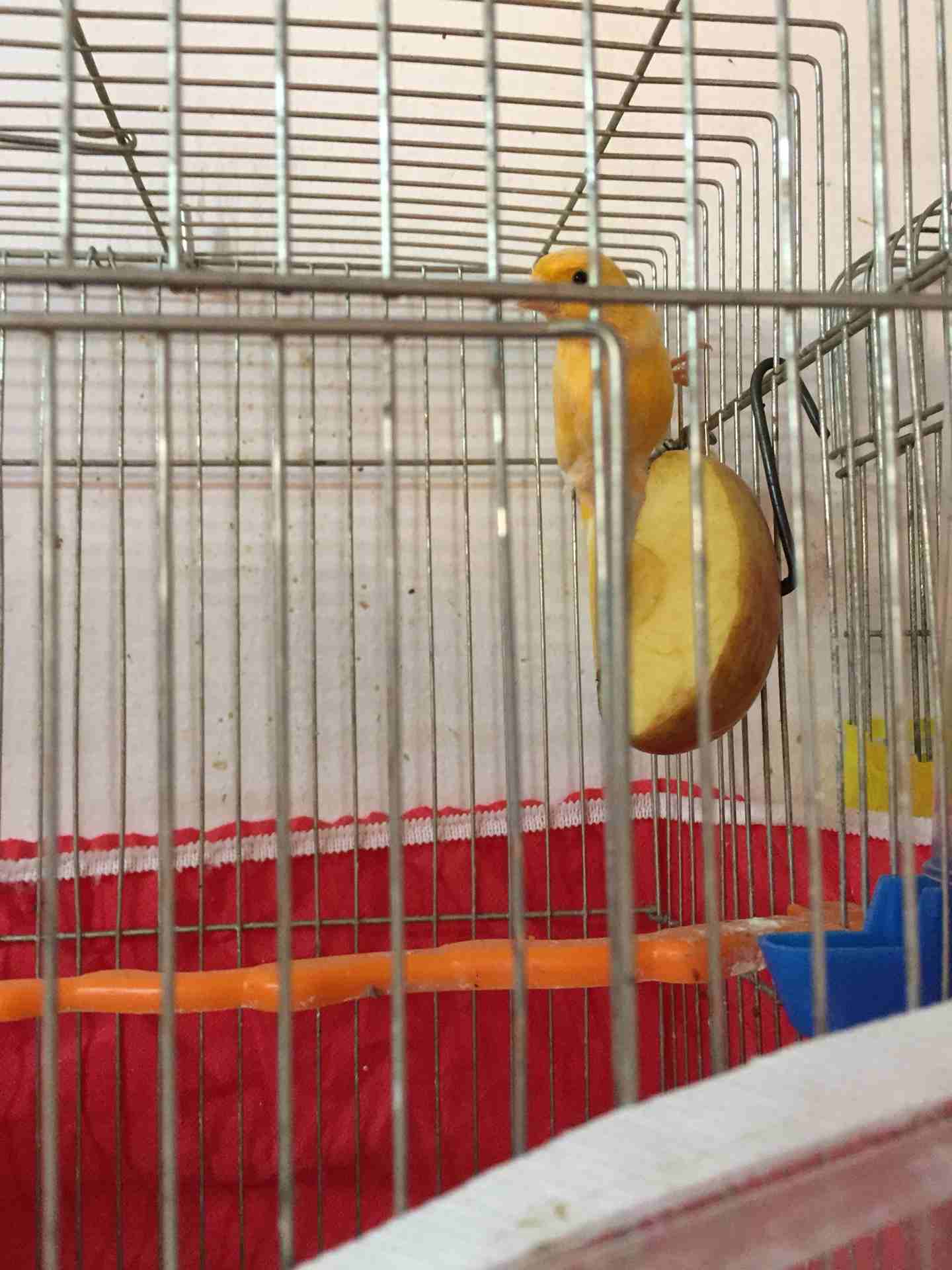 كنار فحل عمر سنه  صوت جميل  يتمتع بصحه ونظافه عاليه ( عمان جاوا )                                            


	 				لا تنسَ أنك شاهدت هذا الإعلان في عنكبوت...