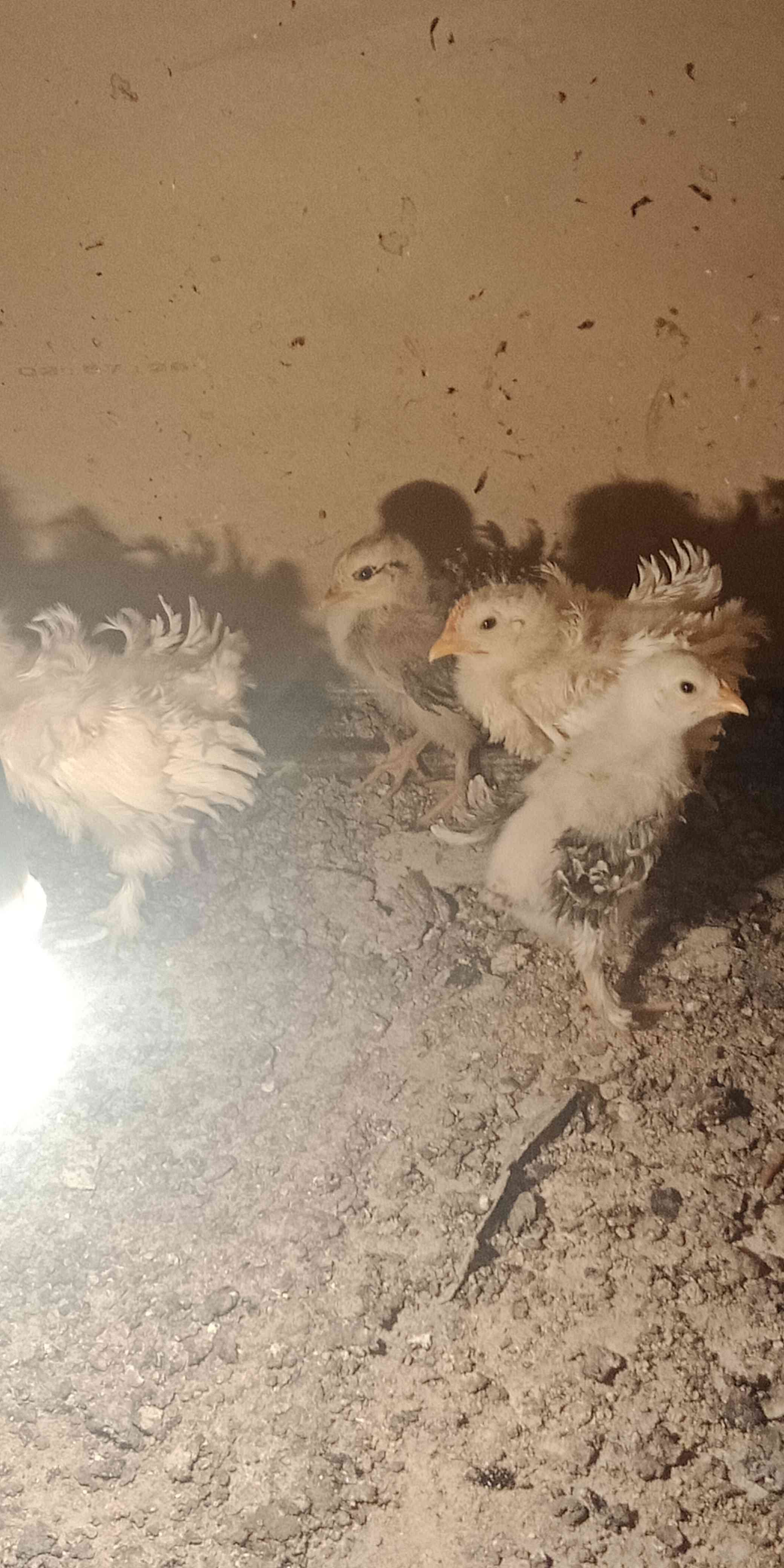 123456                                            


	 				لا تنسَ أنك شاهدت هذا الإعلان في عنكبوت            
	 				
                                فراخ دجاج عمر شهرين...
