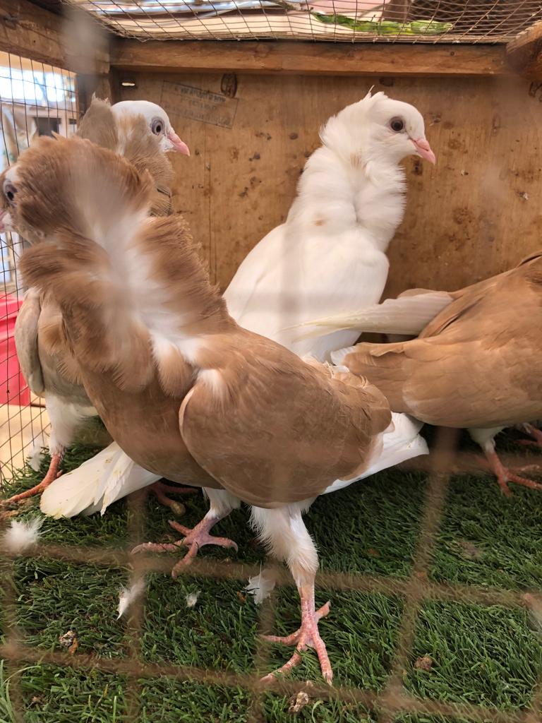 طبات بلجيكيات للبيع
لا تنسَ أنك شاهدت هذا الإعلان في عنكبوت
بسم الله الرحمن الرحيم
ما شاء الل...
