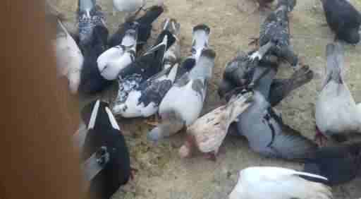 للبيع  كوم قطعه كامله مكونه من50 طير  مشكله    0799574074                                            


	 				لا تنسَ أنك شاهدت هذا الإعلان في عنكبوت...