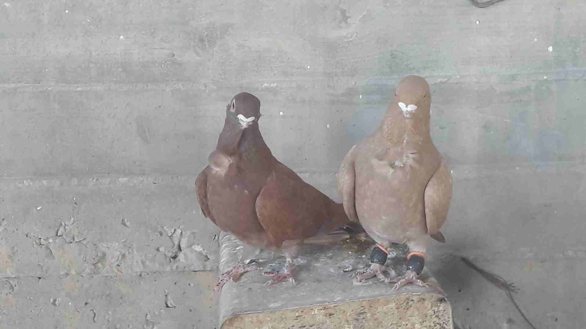 حمام جواز
لا تنسَ أنك شاهدت هذا الإعلان في عنكبوت
السلام عليكم ....
3 جواز شغالات 100 بالمية بسعر...