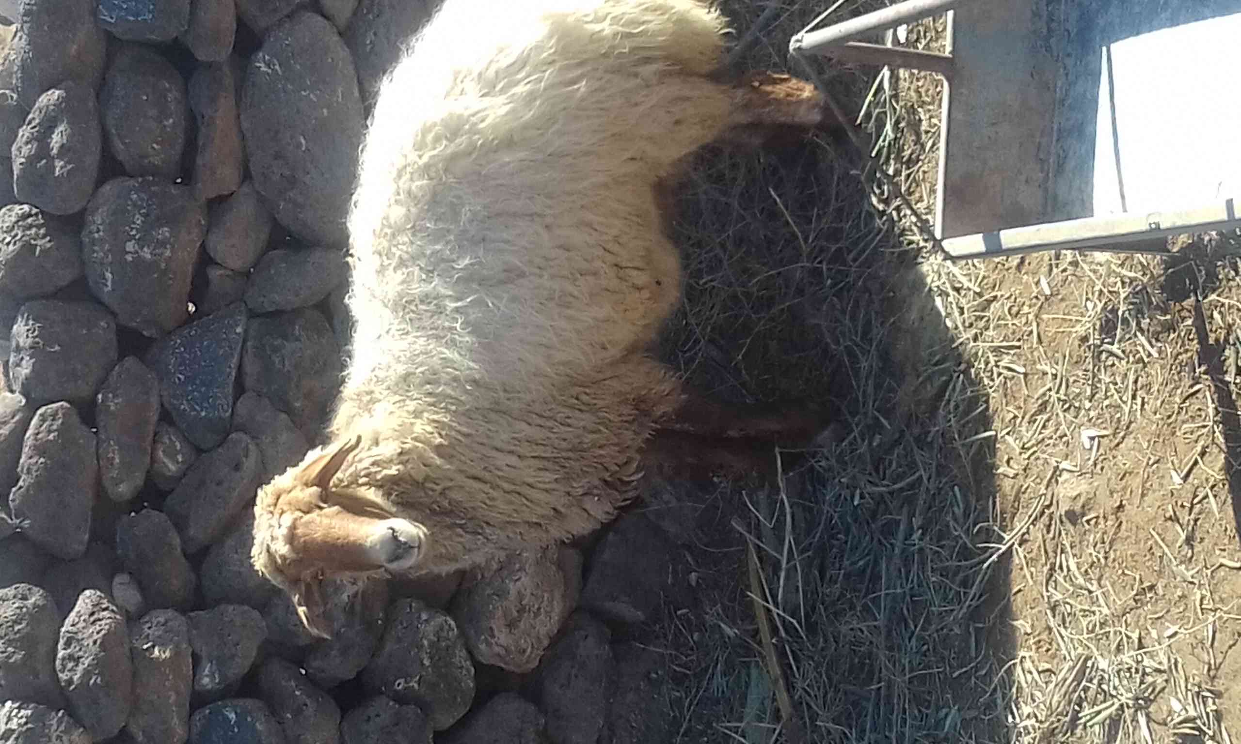 نعجه 30 كيلو لحم صافي
لا تنسَ أنك شاهدت هذا الإعلان في عنكبوت
السن خماس شغل عقيقه او اي مناسب...