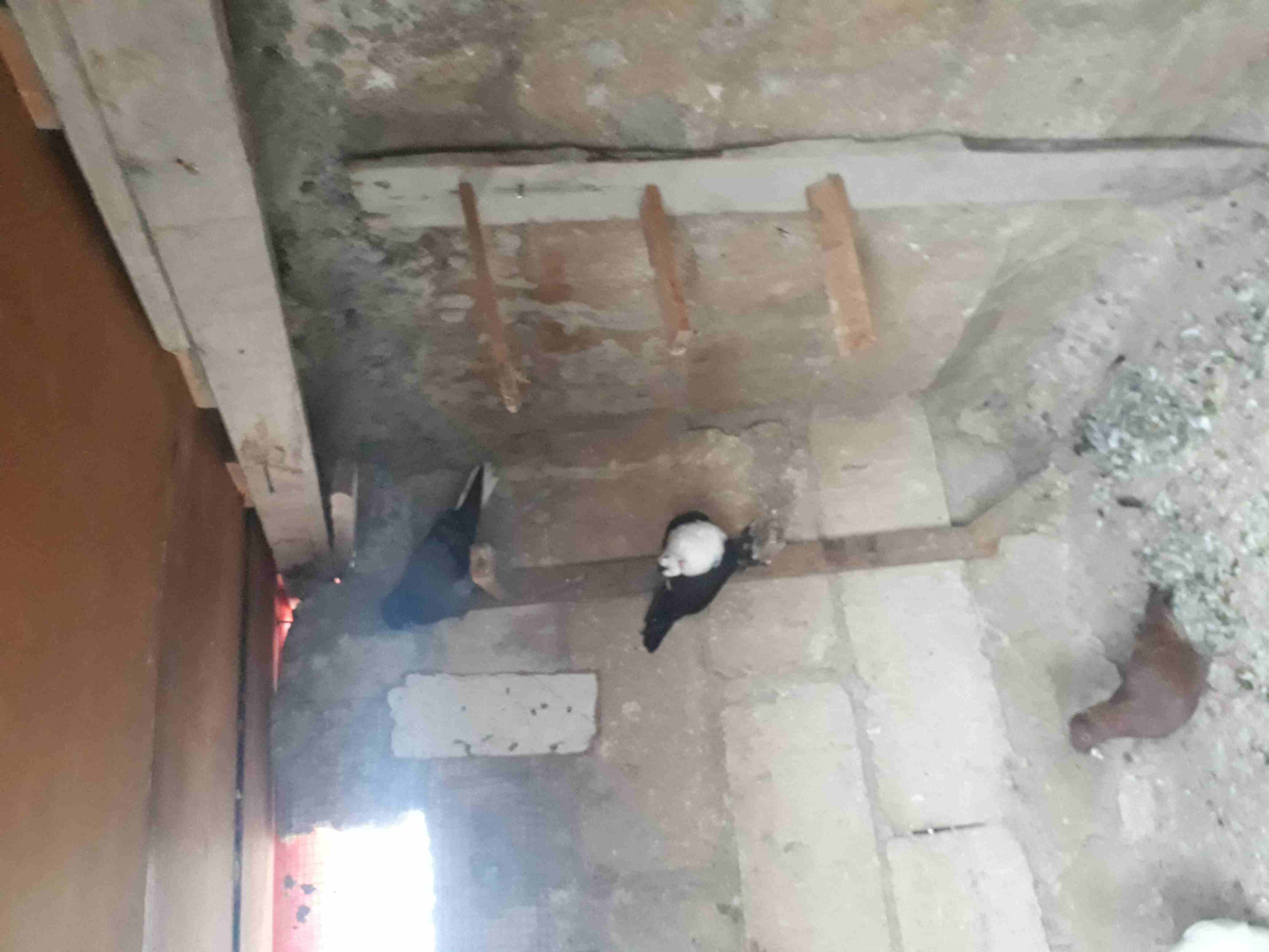 4 فراخ للبيع                                            


	 				لا تنسَ أنك شاهدت هذا الإعلان في عنكبوت            
	 				
                            الرصيفه الجبل الشمالي
4 فراخ للبيع وعليهم فر...