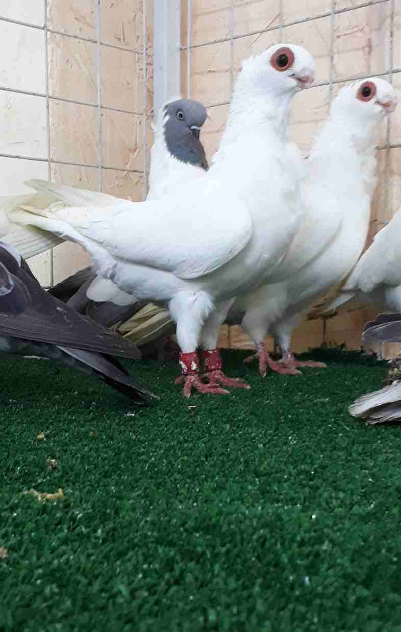 جواز مخاليف وفحول وطواير للبيع                                            


	 				لا تنسَ أنك شاهدت هذا الإعلان في عنكبوت            
	 				
                            جواز بولندي 
جواز اصطمبولي...