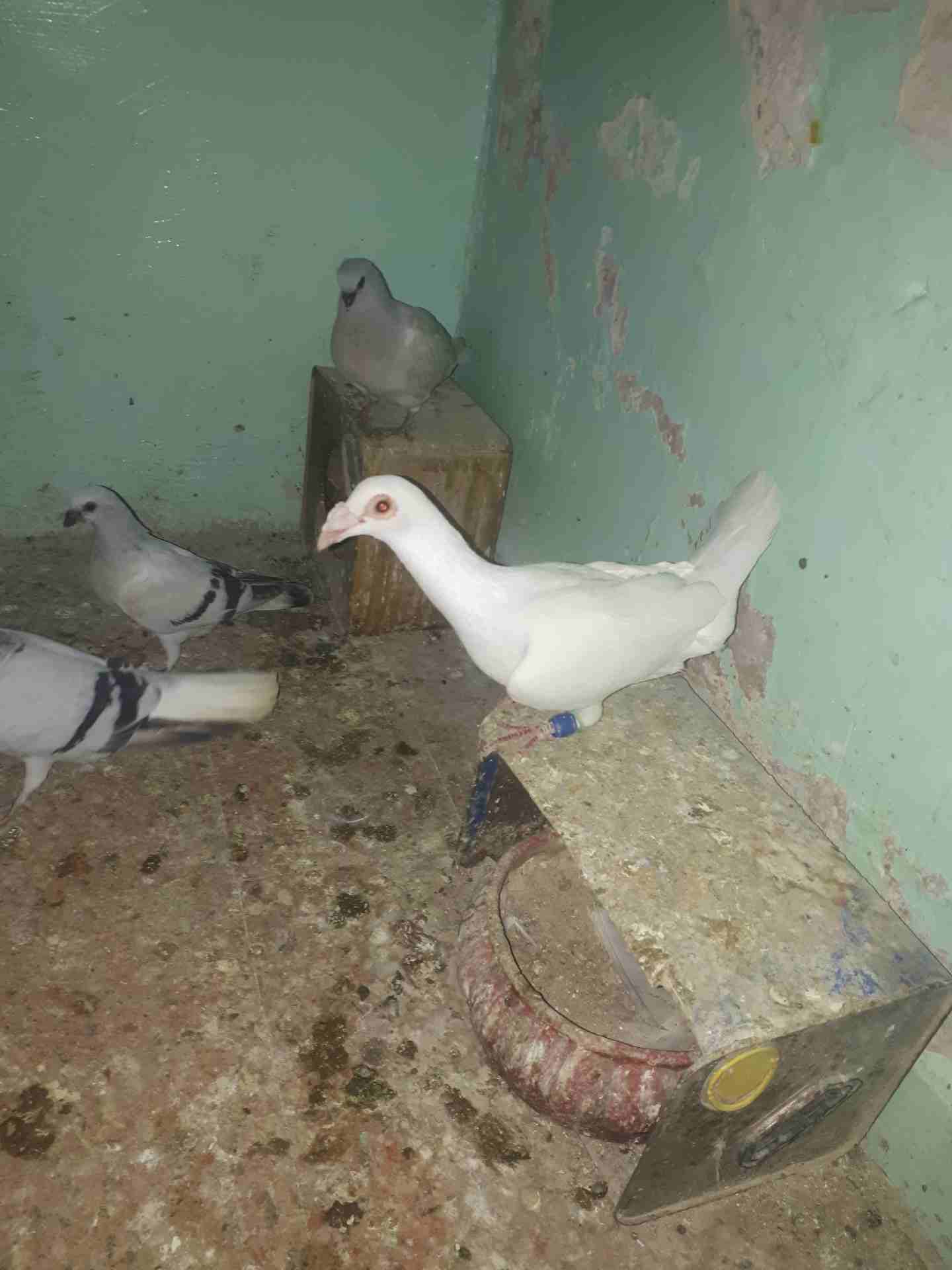 جوز بغادنة بيض نخب اول صلاة النبي
لا تنسَ أنك شاهدت هذا الإعلان في عنكبوت
للجادين فقط.
جفن احمر ب...