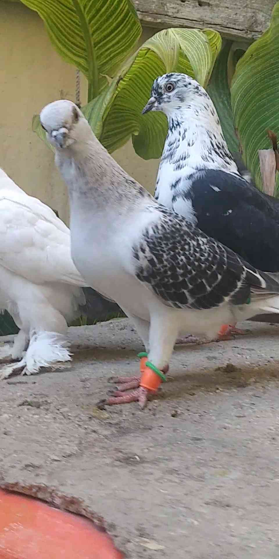 5 جواز و 4 طواير للبيع
لا تنسَ أنك شاهدت هذا الإعلان في عنكبوت
1. جوز يهوديات الفحل اسود والط...