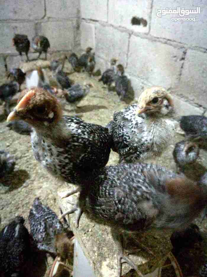 صيصان فيومي عمر 20 يوم                                            


	 				لا تنسَ أنك شاهدت هذا الإعلان في عنكبوت            
	 				
                                يوجد صيصان فيومي عمر 20 يوم
صح...