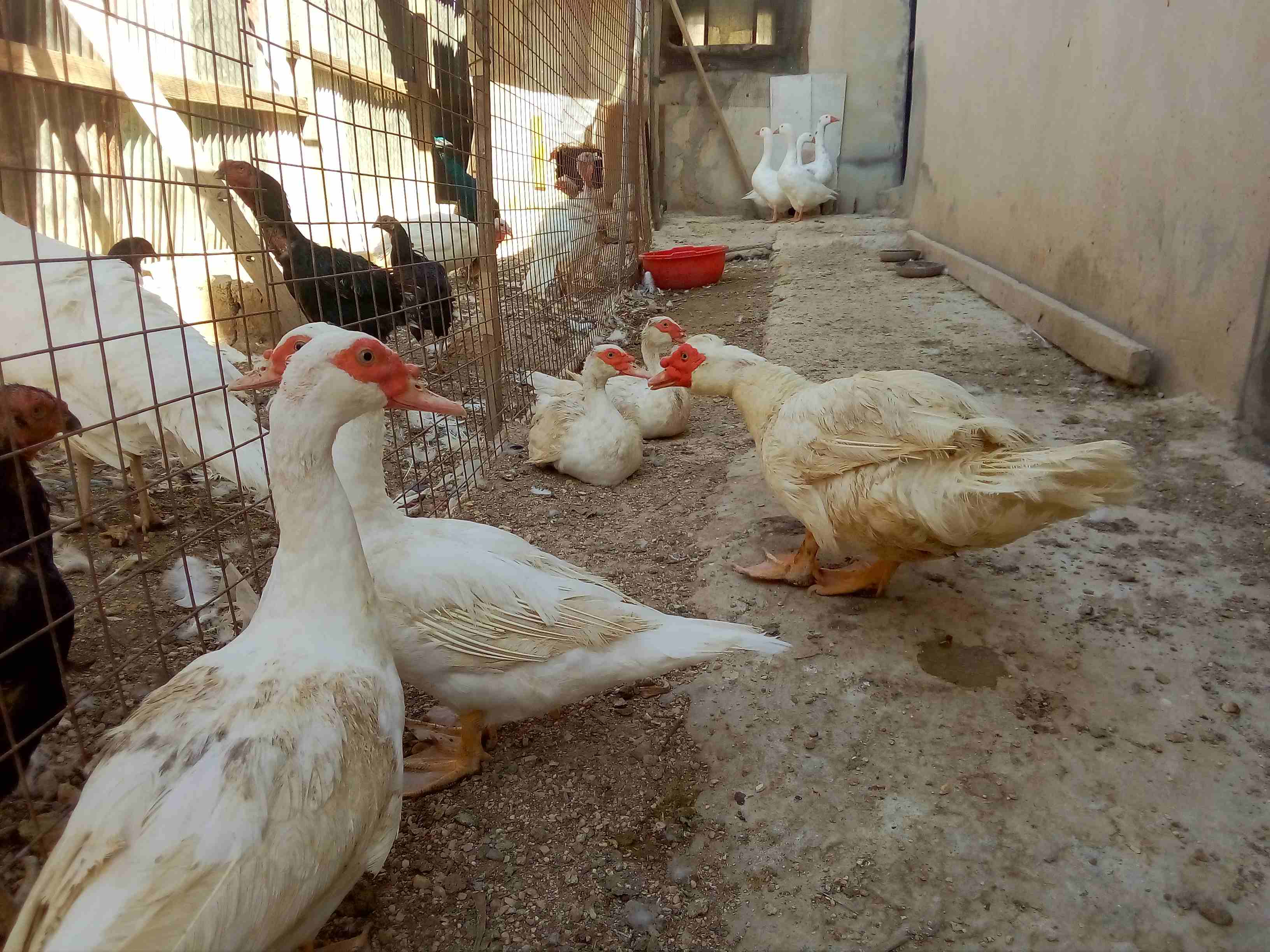 بيض بط مسكوفى نخب                                            


	 				لا تنسَ أنك شاهدت هذا الإعلان في عنكبوت            
	 				
                            مسكوفي نخب اصلي...