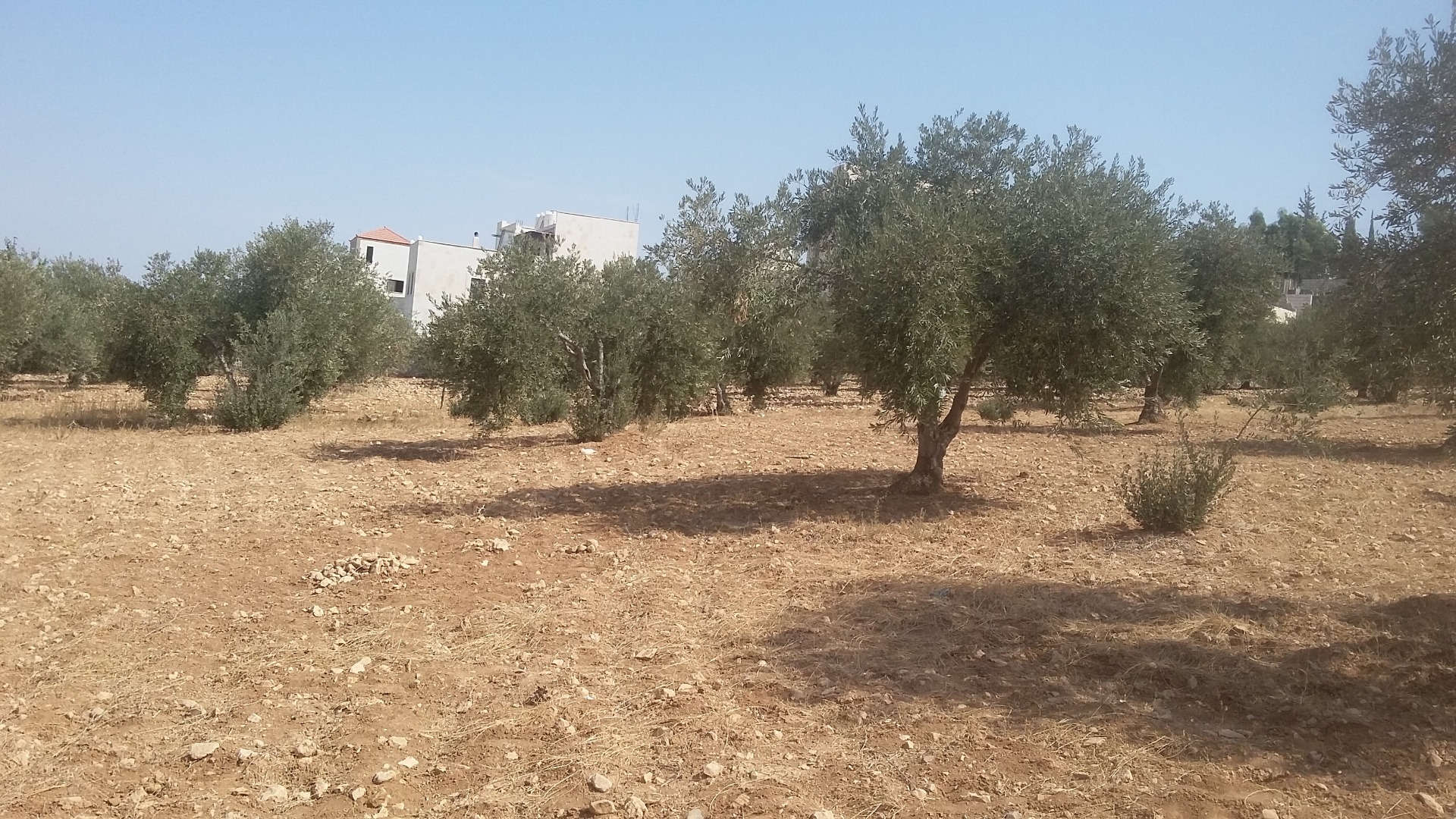 850 متر ابو نصير حوض ام بطمه موقع مميز من المالك
لا تنسَ أنك شاهدت هذا الإعلان في عنكبوت
ارض...