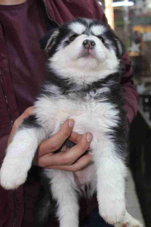 كلاب للبيع dogs for sale
لا تنسَ أنك شاهدت هذا الإعلان في عنكبوت
For sale
1-جراء هاسكي عمر 4...
