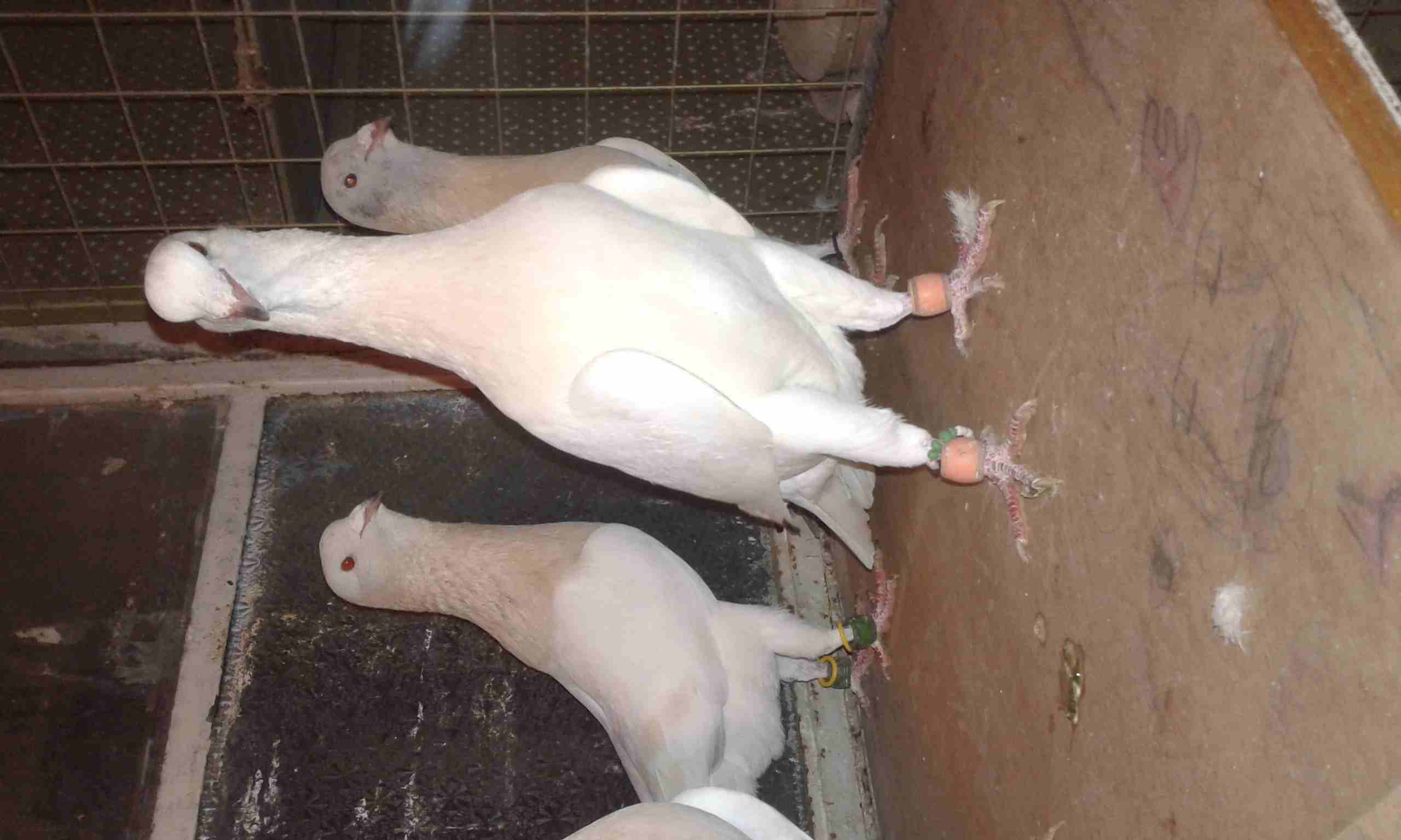 بسم الله اعاده طرح عائله رياحنه وسكريات نخب
لا تنسَ أنك شاهدت هذا الإعلان في عنكبوت
جوز اهالي واو...
