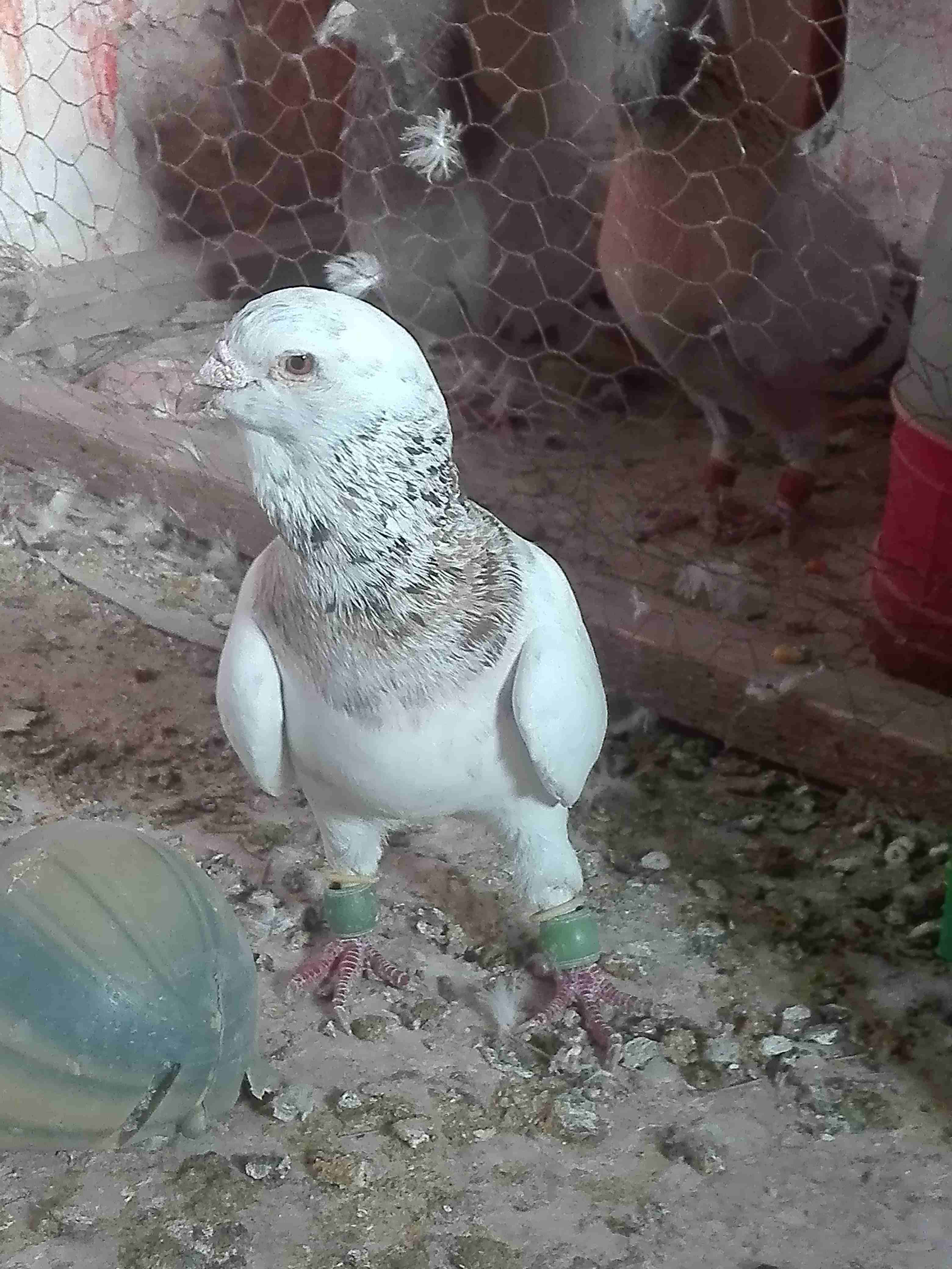 للبدل للبدل ع حمام بلدي 9جواز مع بيض وفراخ .اكثر من نصها ريحاني شرعات وعروق
لا تنسَ أنك شاهدت هذا الإعلان في عنكبوت...