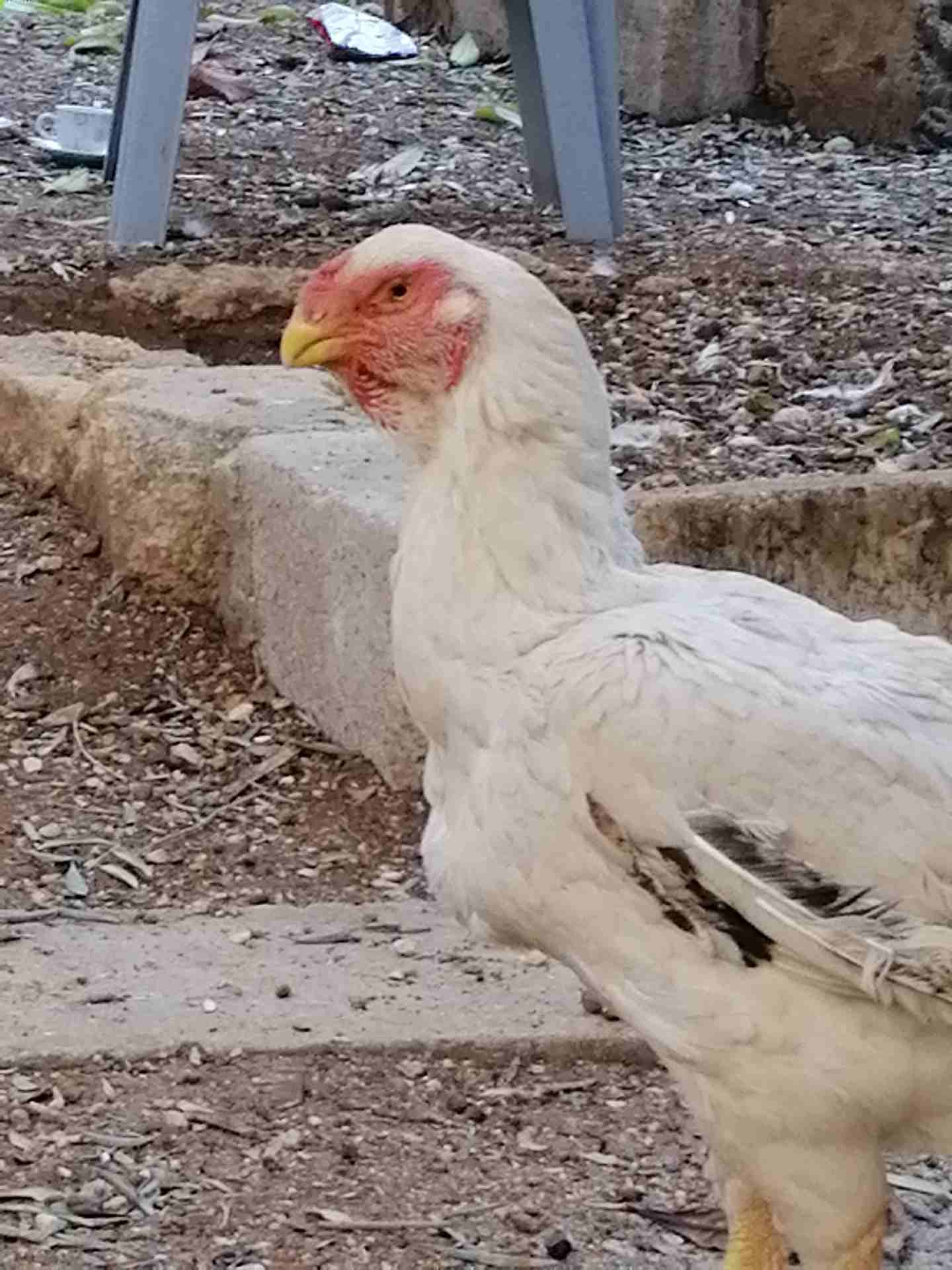 جوز فارسي
لا تنسَ أنك شاهدت هذا الإعلان في عنكبوت
جوز فارسي على وجه شغل للبيع أو البدل على براهما...
