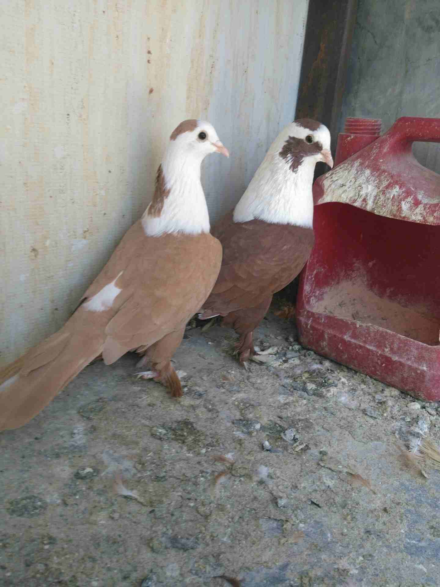 جوزين شغالات مكفولات بسعر طري                                            


	 				لا تنسَ أنك شاهدت هذا الإعلان في عنكبوت            
	 				
                            بطردن عبيض مكفولات شغل ..
س...
