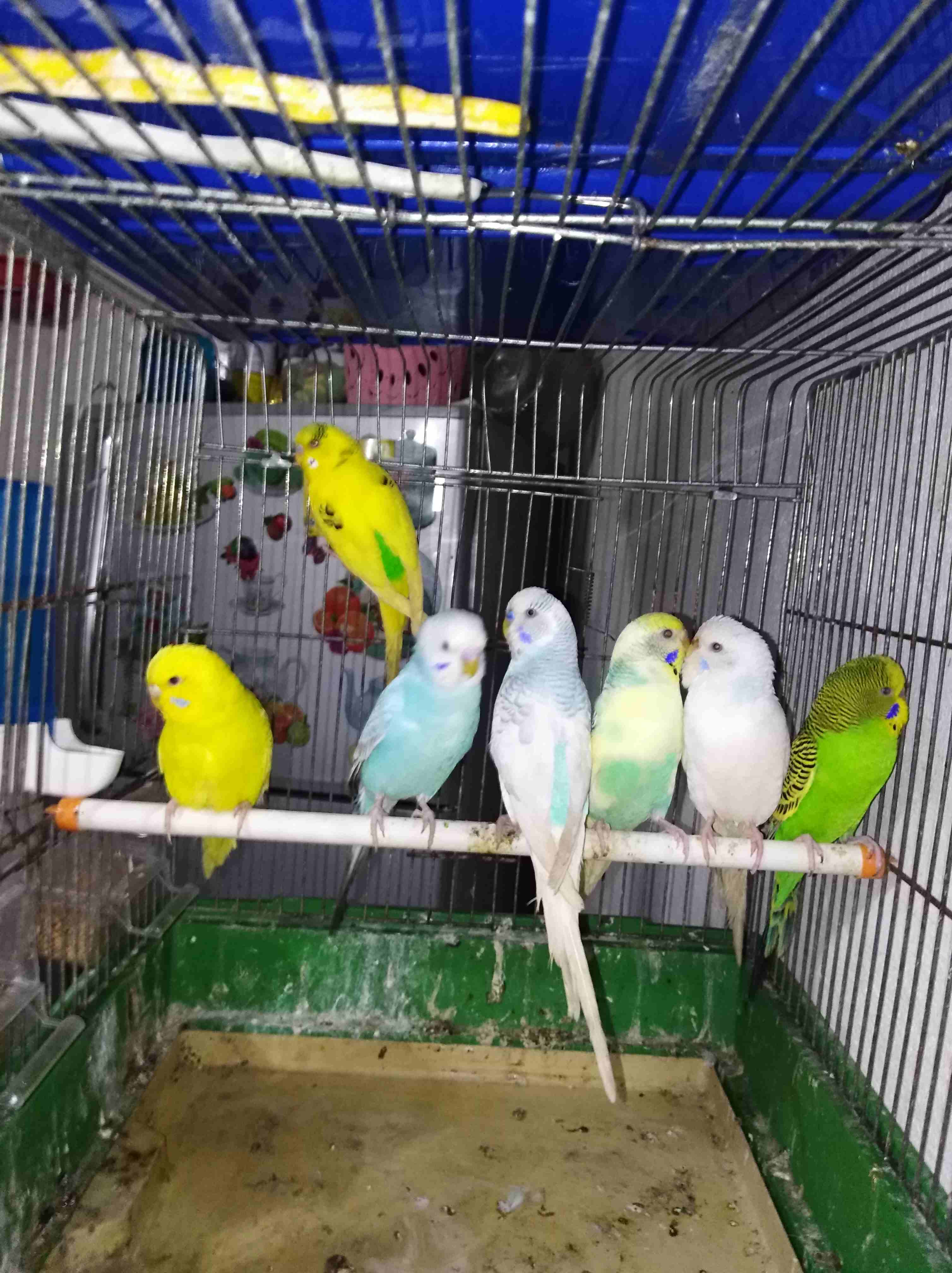 3جواااز حب بلدي فيهم جوز معو فرخ مفهوم جوز شغاله ومنتجه الله يبارك لصحب نصيب                                            


	 				لا تنسَ أنك شاهدت هذا الإعلان في عنكبوت...