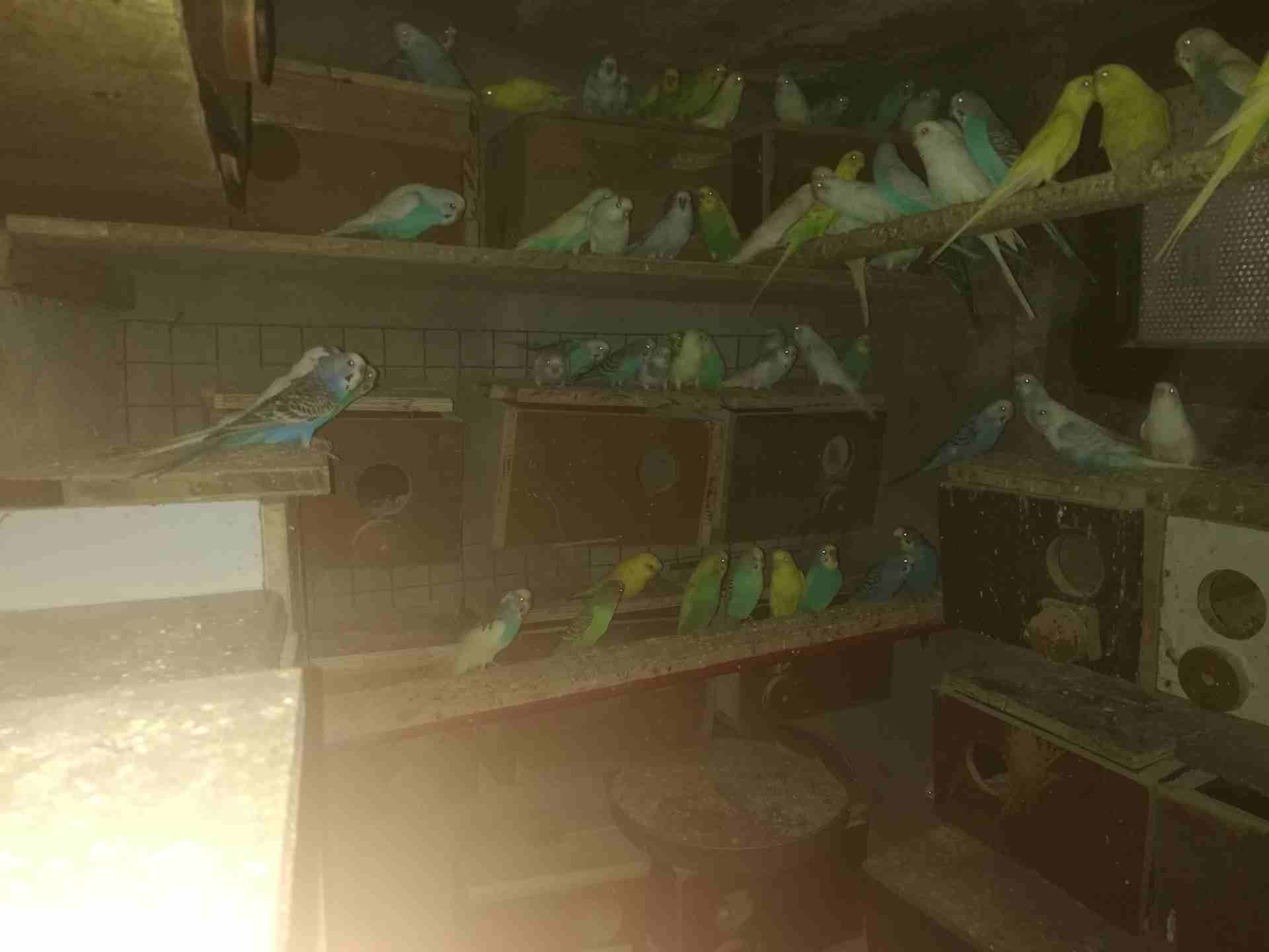 مطير طيور حب
لا تنسَ أنك شاهدت هذا الإعلان في عنكبوت
مطير طيور حب بلدي مشكل البينو ولاتينو العدد...