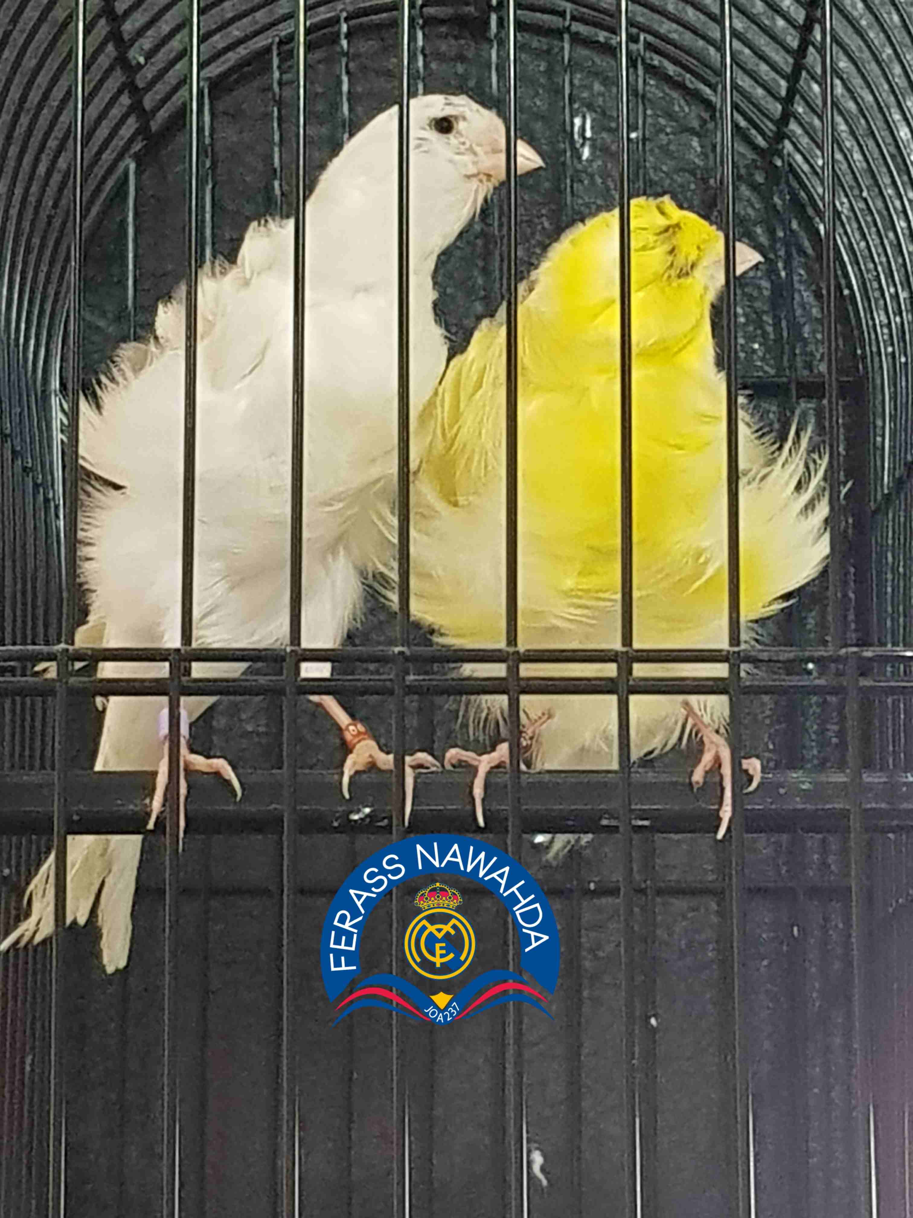 كنار بادوفان                                            


	 				لا تنسَ أنك شاهدت هذا الإعلان في عنكبوت            
	 				
                            بسم الله الرحمن الرحيم ...
جوز للبيع ... ((...