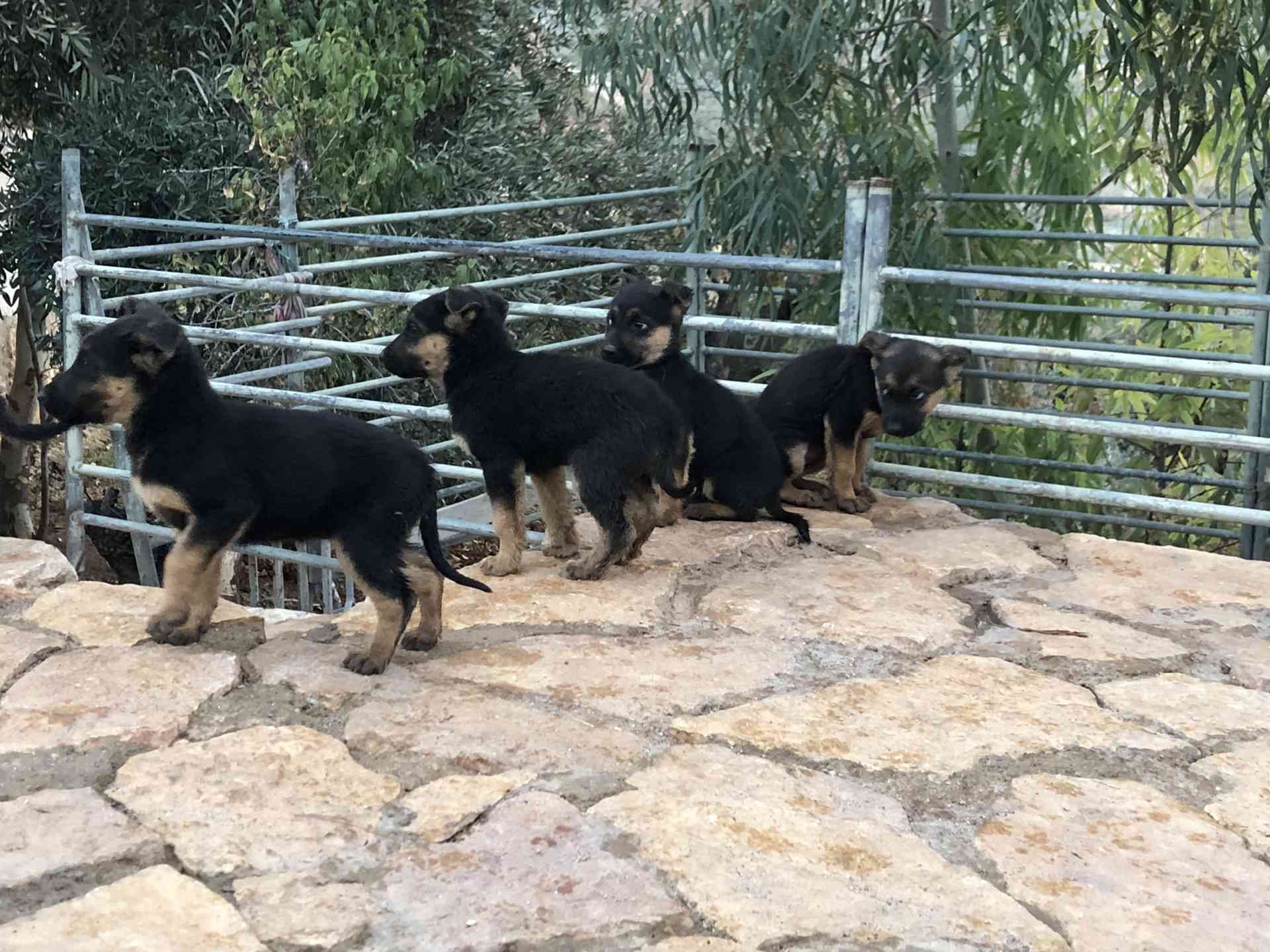 جراو جيرمن شبرد اصلي للبيع
لا تنسَ أنك شاهدت هذا الإعلان في عنكبوت
German Shepherd puppies p...