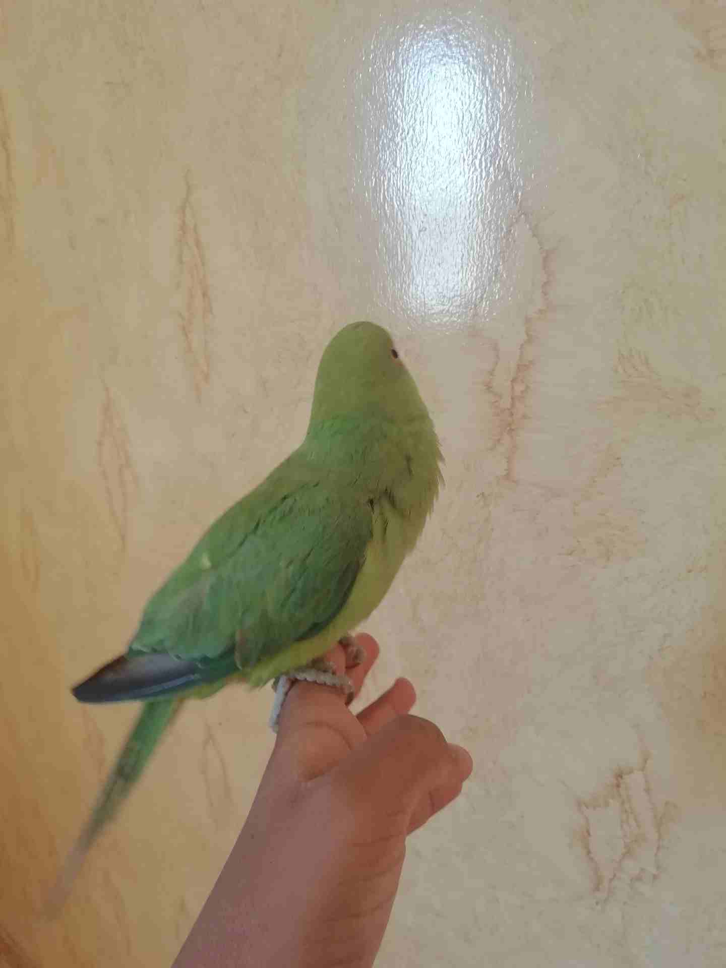 للبيع ببغاء دره
لا تنسَ أنك شاهدت هذا الإعلان في عنكبوت
للبيع ببغاء دره
الولافه نص ولافه فيه خوف...