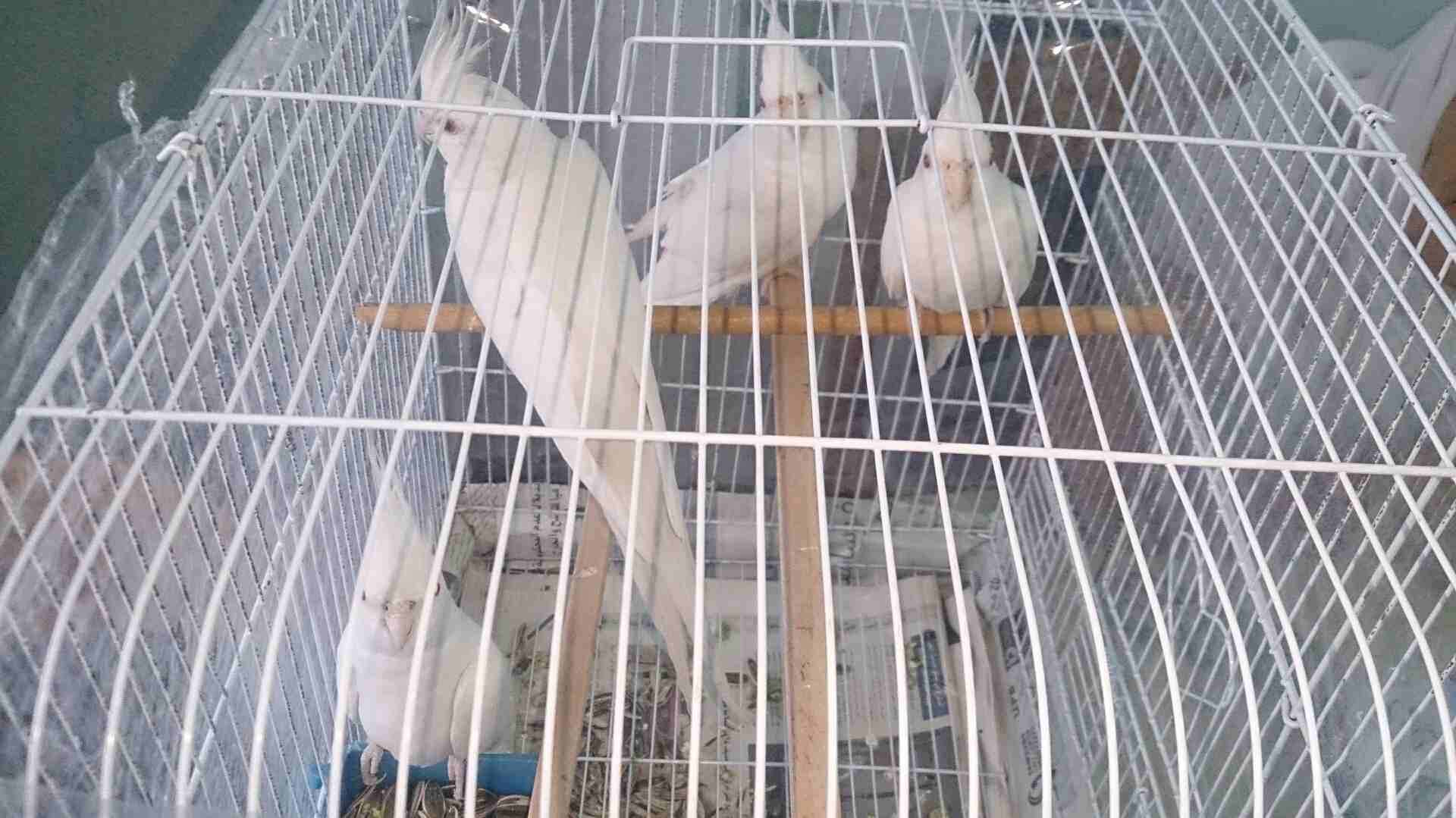 طيور كوكتيل البينوا عين حمرا
لا تنسَ أنك شاهدت هذا الإعلان في عنكبوت
طيور كوكتيل البينو عين حمرا...