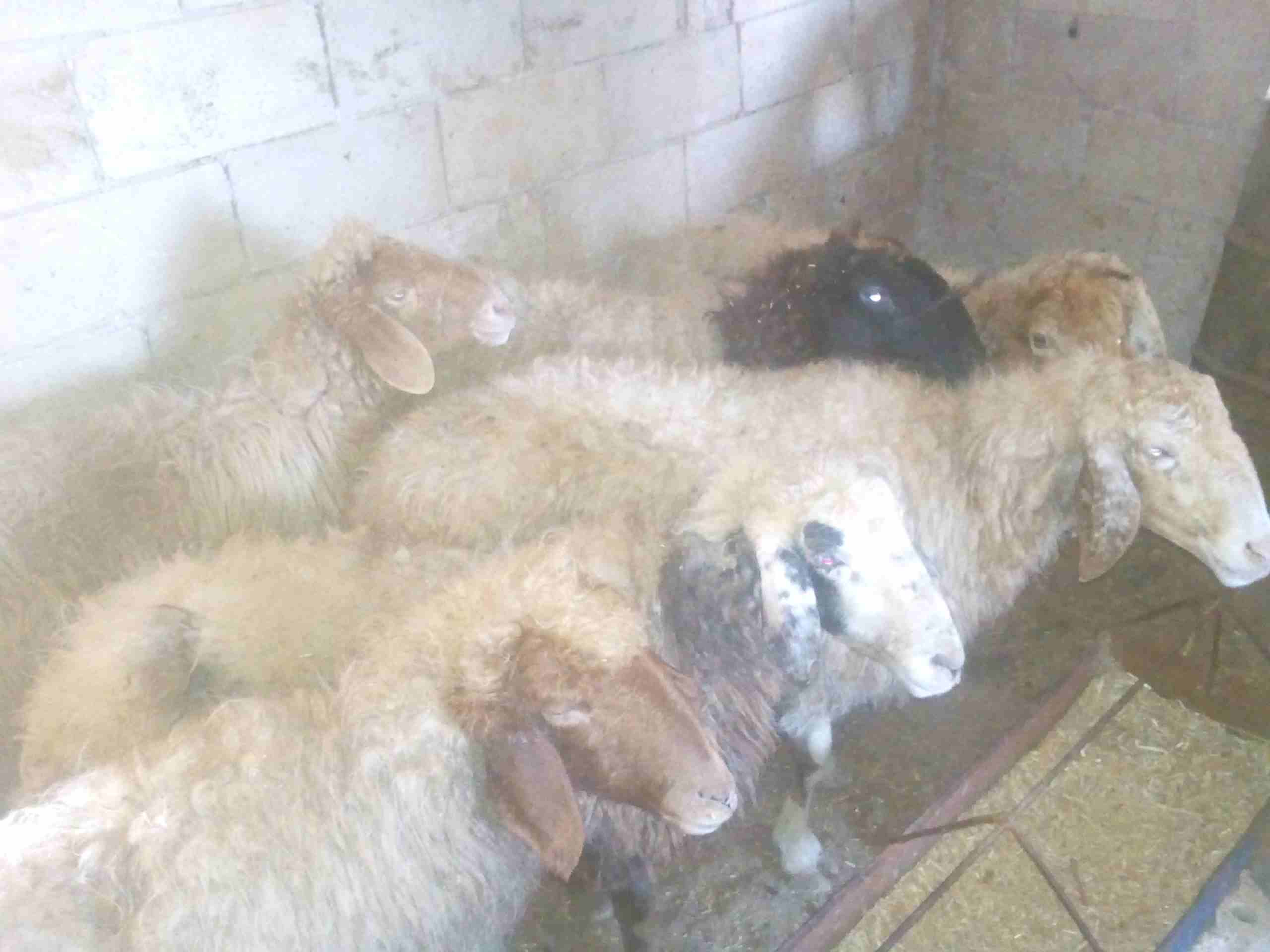 سبع نعجات سن صغير للبيع
لا تنسَ أنك شاهدت هذا الإعلان في عنكبوت
النعاج سن صغير واعشار من ثلاث اشه...