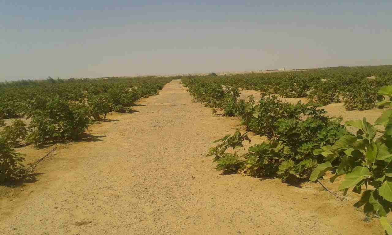 امتلك 5 فدان مجهزين بشبكات الري وجاهزين علي الزراعه في مدينه نهر الخير الزراعيه
مميزات المشروع
1- خصوبه الأرض وجودنها تقدر تزرع أي حاجه لجميع الأنواع سواء خضار او اشجار أو محاصيل
2- التربه رمليه طف...