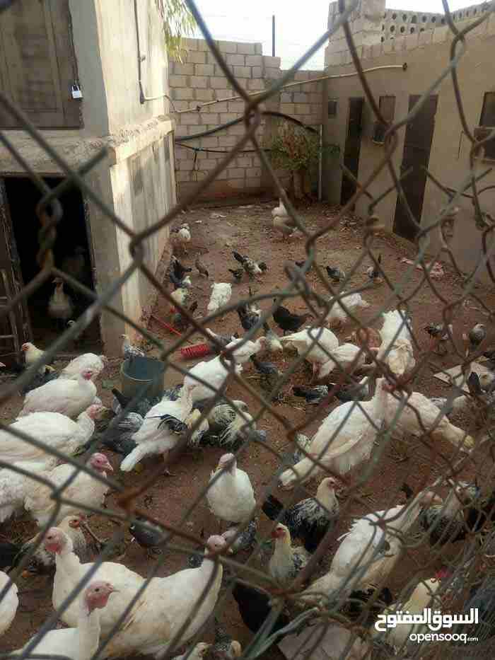 حبش فرنسي ابيض                                            


	 				لا تنسَ أنك شاهدت هذا الإعلان في عنكبوت            
	 				
                            حبش فرنسي ابيض  8 شهور العمر للبيع   السعر...