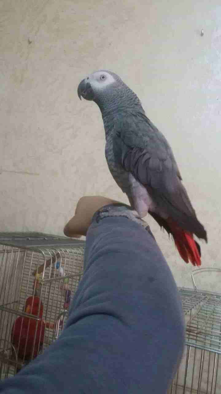 كاسكو متكلم                                            


	 				لا تنسَ أنك شاهدت هذا الإعلان في عنكبوت            
	 				
                            كاسكو متكلم للبيع...