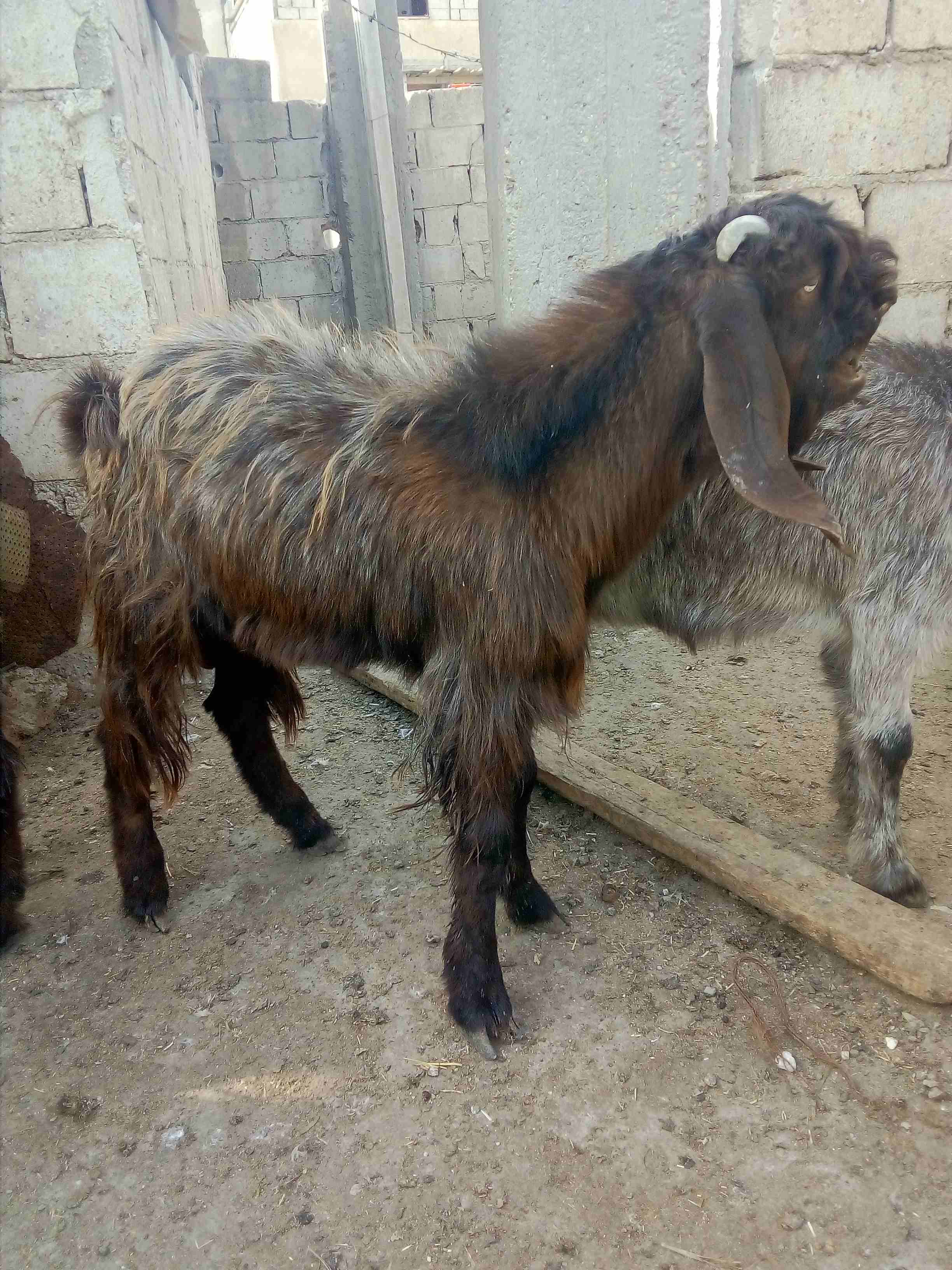 جدي ثني شامي نخب أول  هداد لبدل غنم                                            


	 				لا تنسَ أنك شاهدت هذا الإعلان في عنكبوت            
	 				
                            جدي ثني شامي نخب أول...