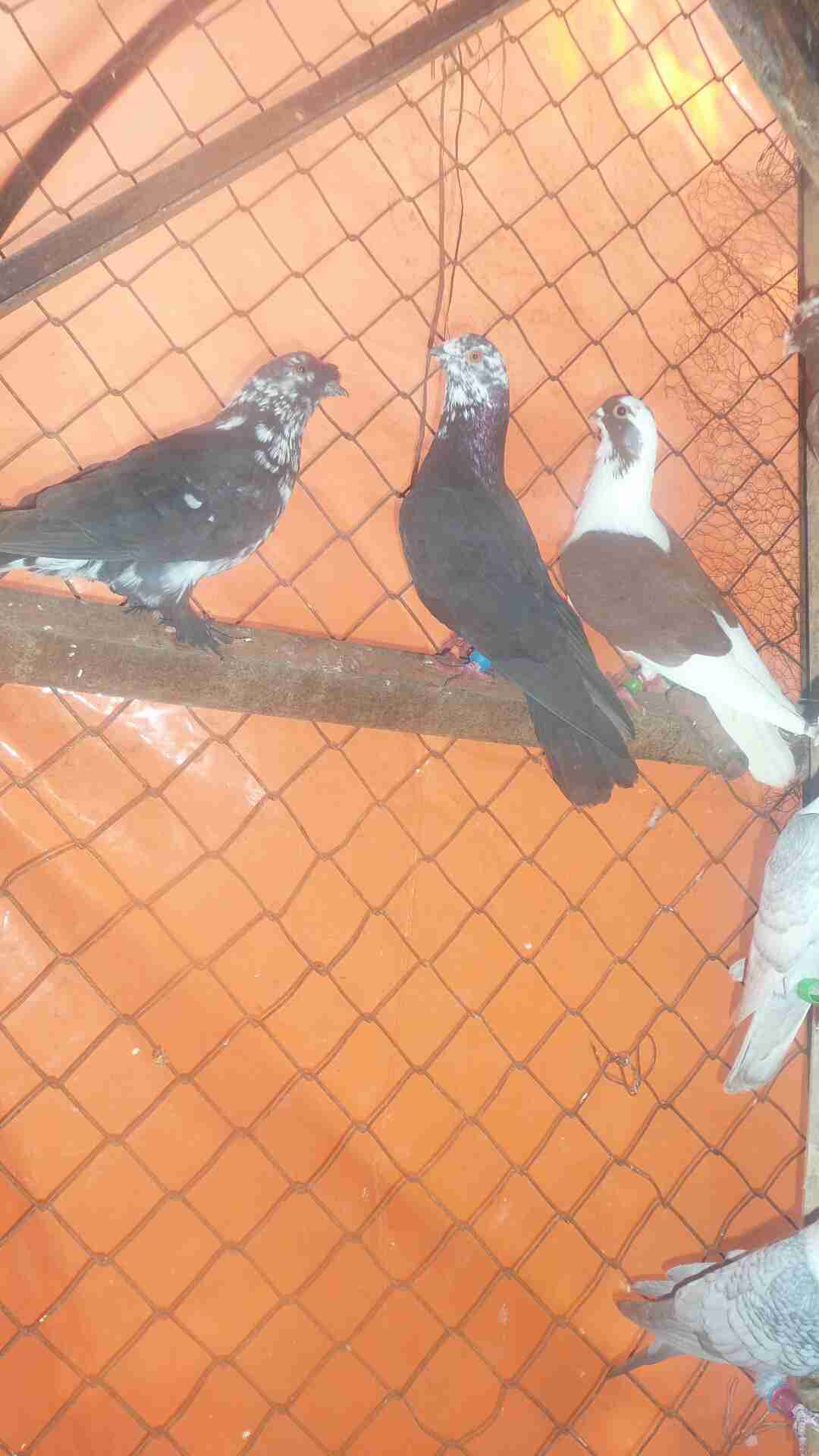في 40حبه كلها نخب مافيها طير كبير وفيها 4طواير اسماء
لا تنسَ أنك شاهدت هذا الإعلان في عنكبوت...