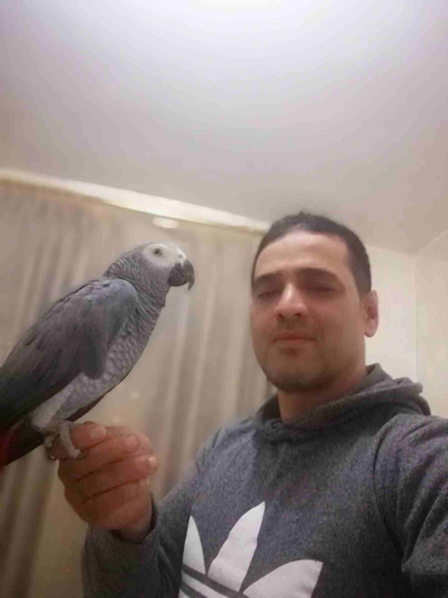 ببغاء كاسكو صيد متكلم بحدود 70كلمه مكفول غير الجمل                                            


	 				لا تنسَ أنك شاهدت هذا الإعلان في عنكبوت            
	 				
                            يسعد م...