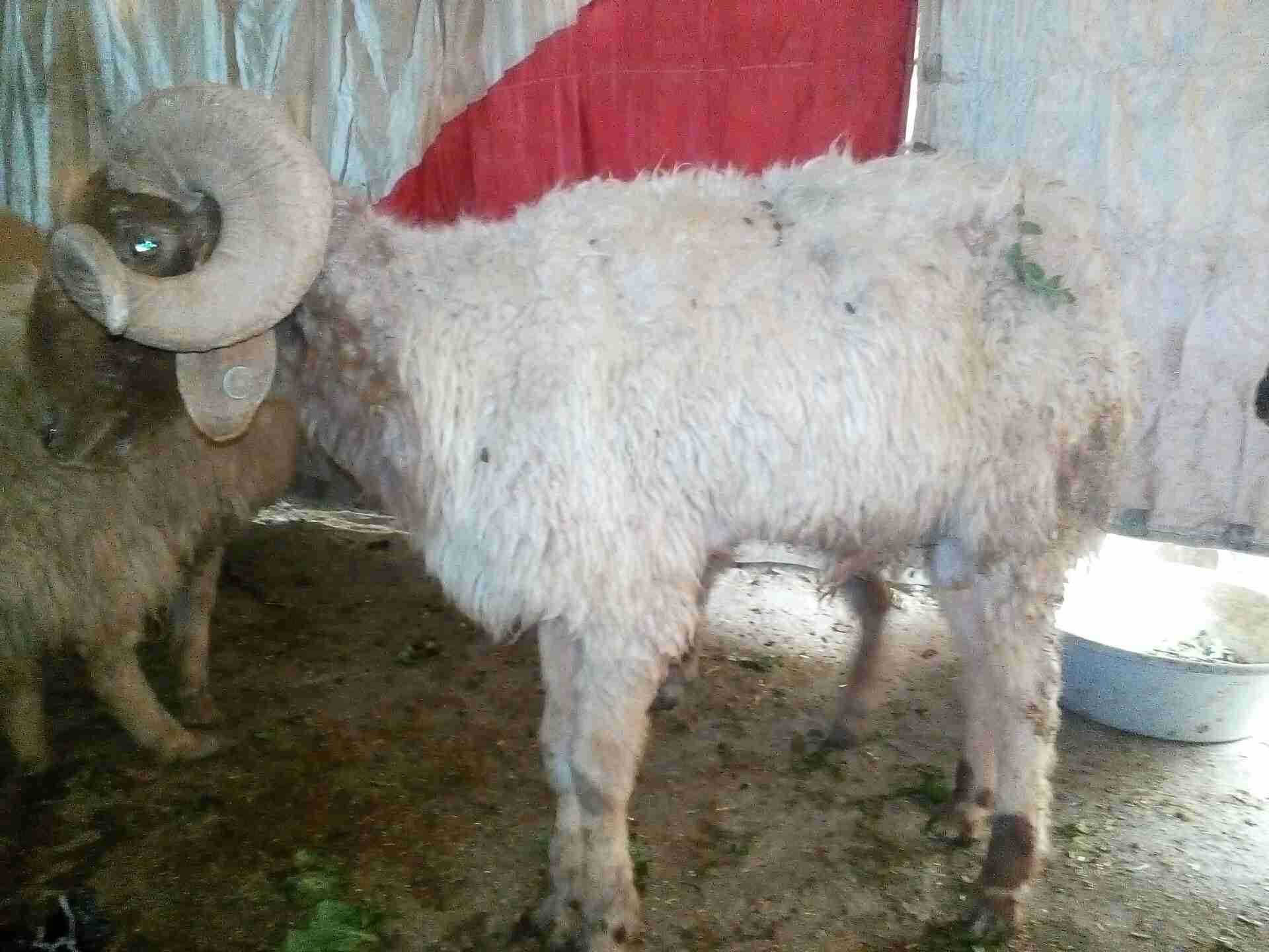 لحق لحق كبش ونعجتين 120 دينار يابلاش
لا تنسَ أنك شاهدت هذا الإعلان في عنكبوت
كبش سن انضيف ونع...