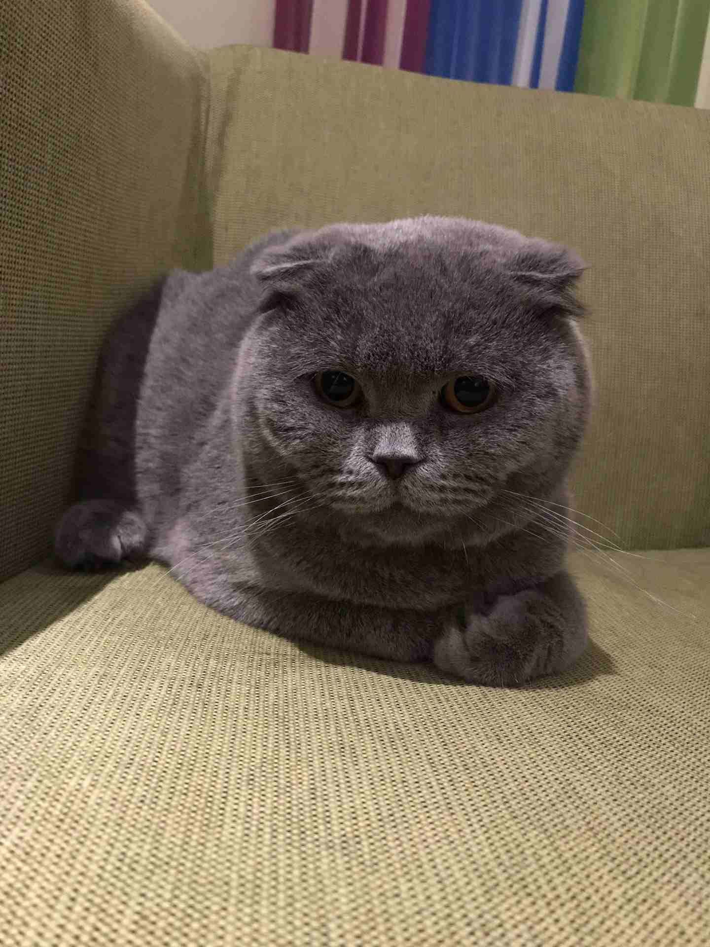 قطه سكوتش فولد scotish fold cat                                            


	 				لا تنسَ أنك شاهدت هذا الإعلان في عنكبوت            
	 				
                            Gender: female انثى
Age:...