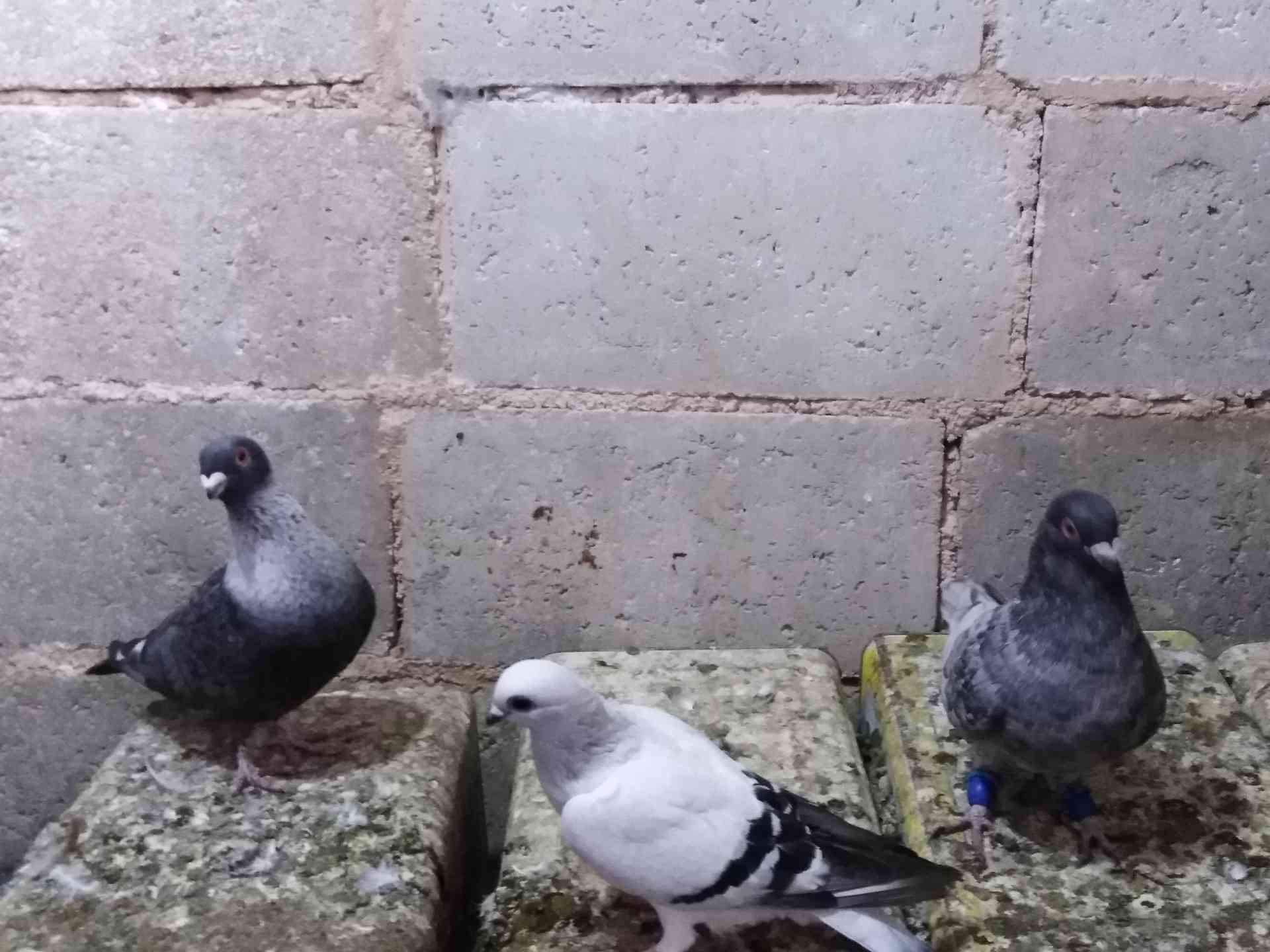 حمام للبيع
لا تنسَ أنك شاهدت هذا الإعلان في عنكبوت
بسم الله الرحمن الرحيم
9 طيور فيهم جةزين ج...
