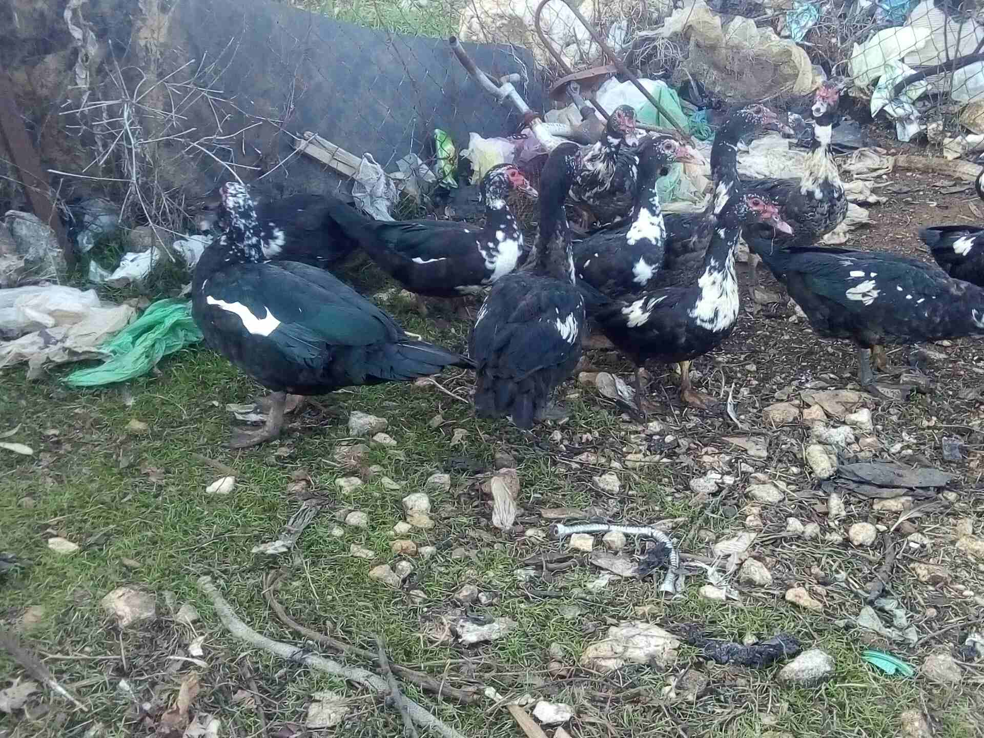 عدد عشرين بطه
لا تنسَ أنك شاهدت هذا الإعلان في عنكبوت
بط مصر للبيع سبع اديوك او اكثر و13بطه الرقم...