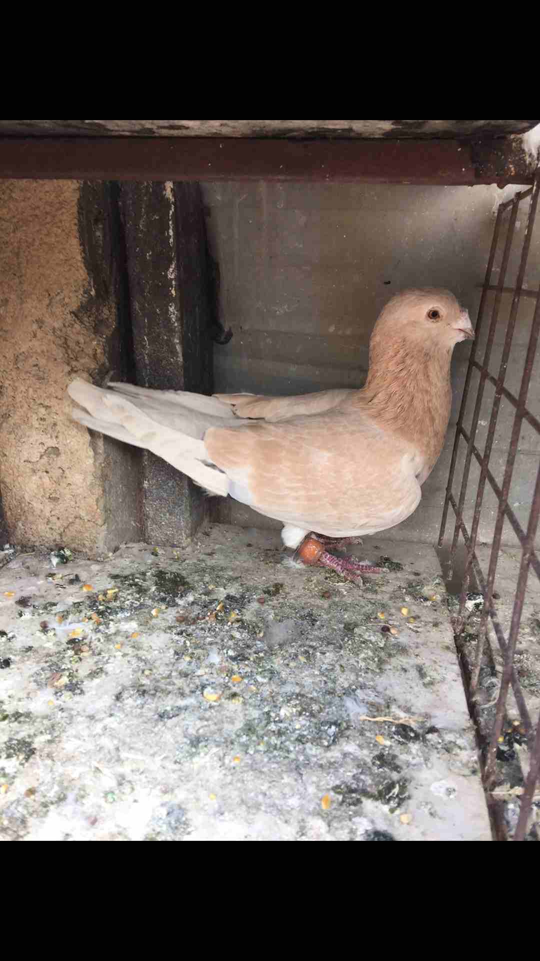 9طيور كش للبيع بسعر مغري
لا تنسَ أنك شاهدت هذا الإعلان في عنكبوت
الطيور كش كلهم فحول
عدد 9 للبيع...