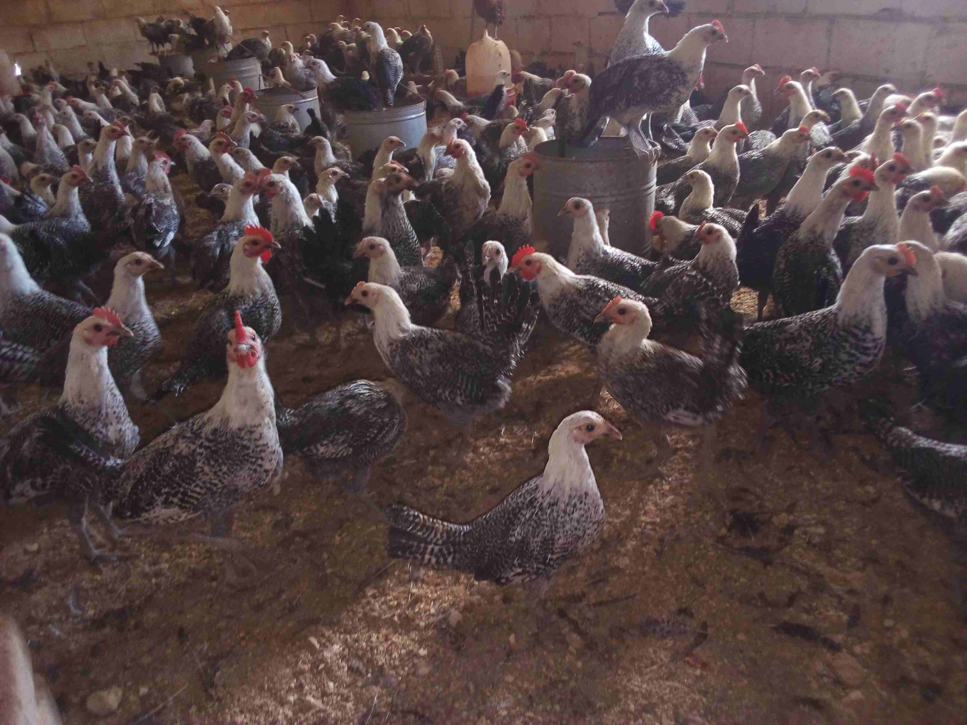 فراخ فيومي لقطه وصيده
لا تنسَ أنك شاهدت هذا الإعلان في عنكبوت
موجود 150 ديك و60 فرخه فيومي
الع...