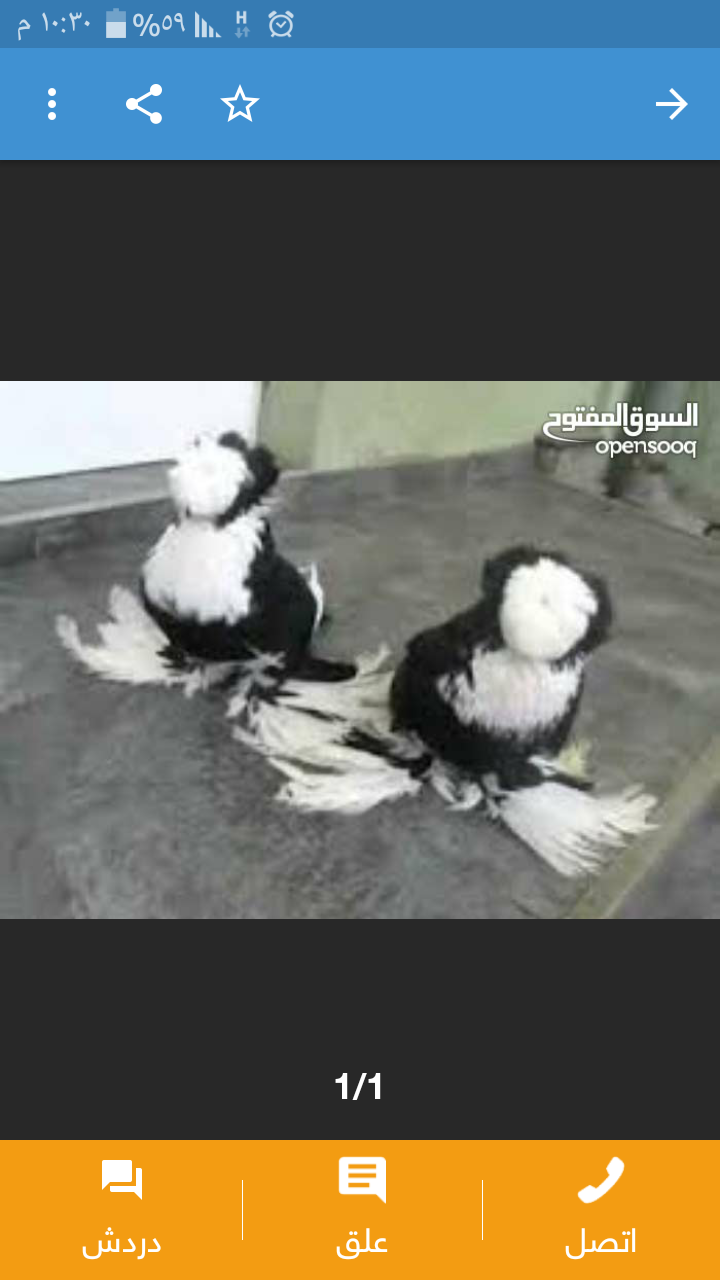 زق وكش
لا تنسَ أنك شاهدت هذا الإعلان في عنكبوت
موجود جواز وطواير وكش
جوزين نوريات زرازير سود...