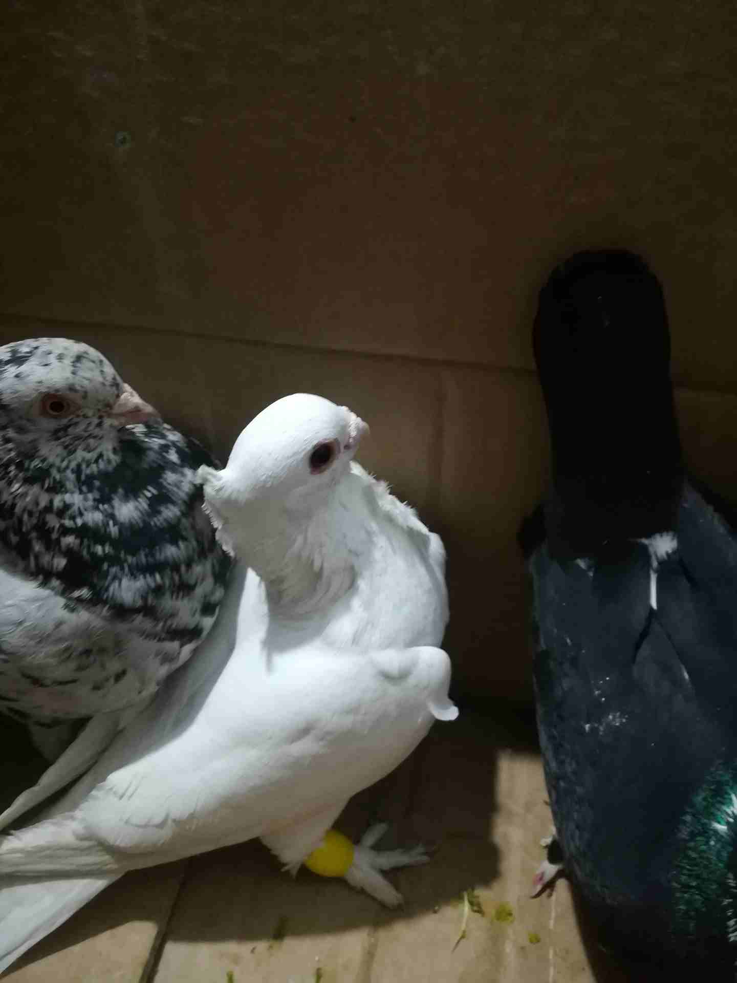 طيور كش للبيع                                            


	 				لا تنسَ أنك شاهدت هذا الإعلان في عنكبوت            
	 				
                            3 فحول مصري اسود جميل عرق جفن و انجليزي ابي...