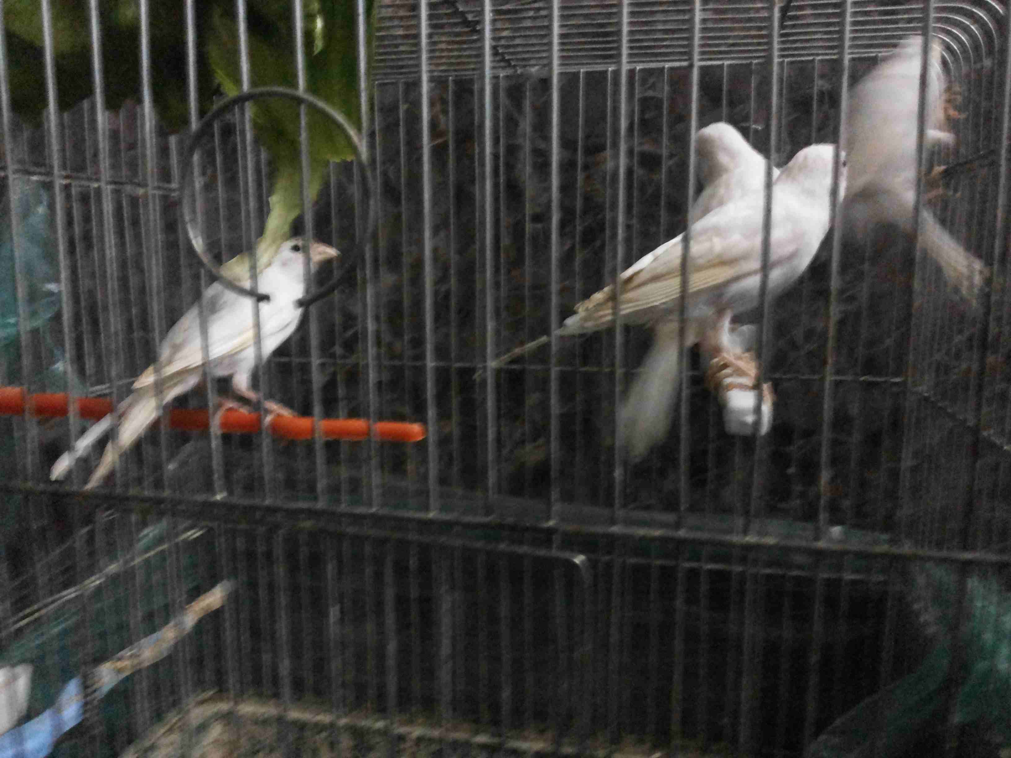 4حبات كنار ابيض فراخ 4 شهور حبه رفيعه وطويله .ما شاء الله                                            


	 				لا تنسَ أنك شاهدت هذا الإعلان في عنكبوت...