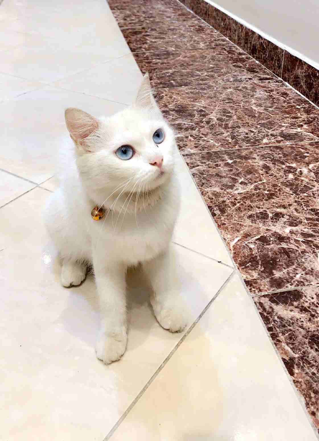 قطة شرازيه                                            


	 				لا تنسَ أنك شاهدت هذا الإعلان في عنكبوت            
	 				
                            انثى عمرها سنة 
ذكية جدا واليفة وصحتها ممتازة...