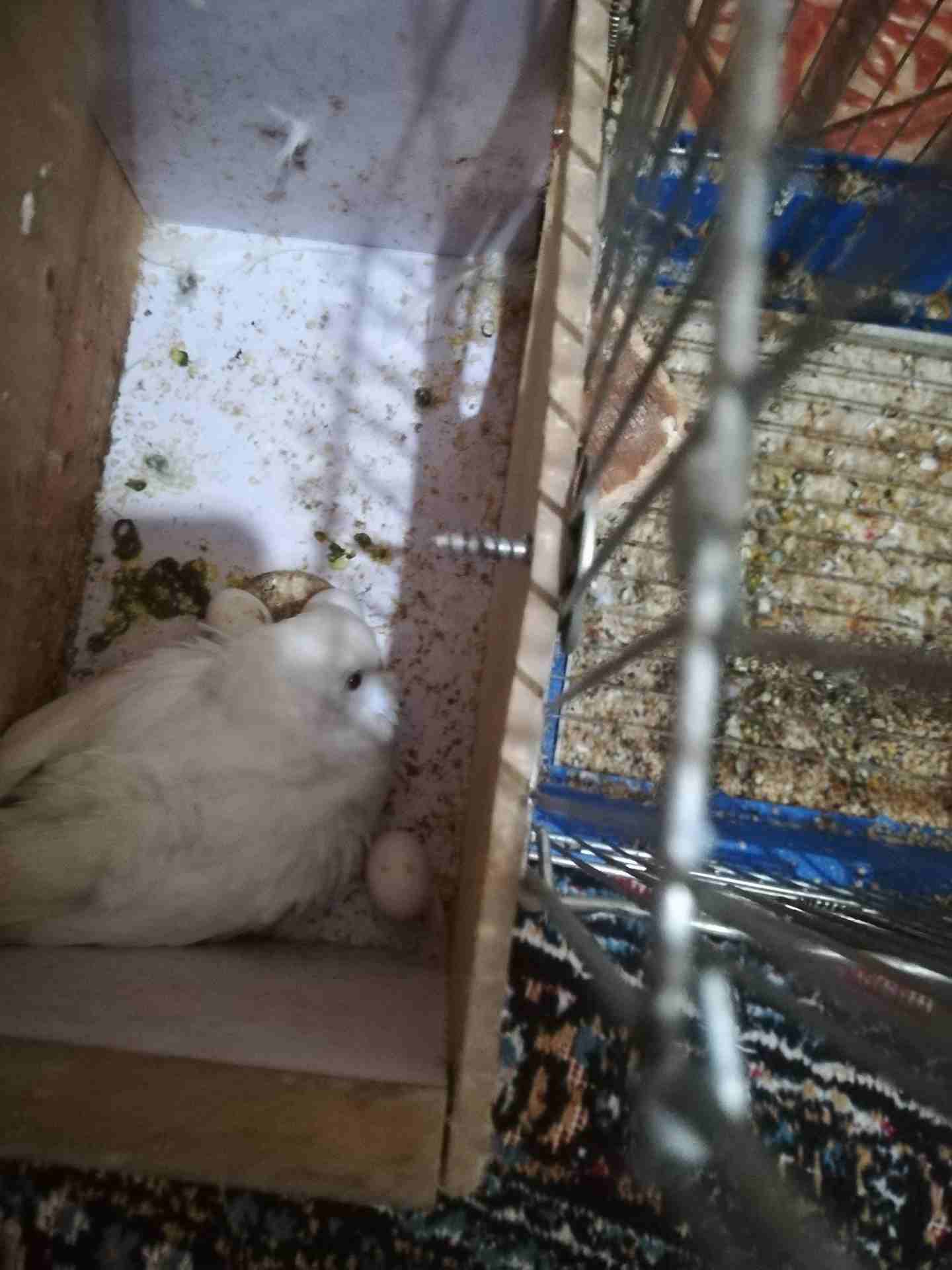 جوز حب البينو ابيض عين حمرا تحتو خمس بيضات للبيع او للبدل                                            


	 				لا تنسَ أنك شاهدت هذا الإعلان في عنكبوت...