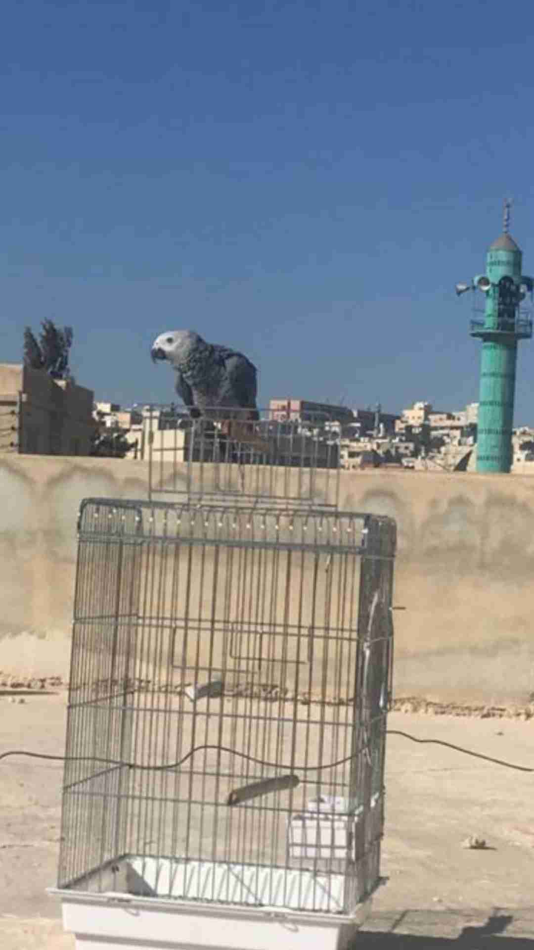 فرخ كاسكو مزرعه                                            


	 				لا تنسَ أنك شاهدت هذا الإعلان في عنكبوت            
	 				
                                السعر فقط اليوم كرمال الي بوعدو وما ب...
