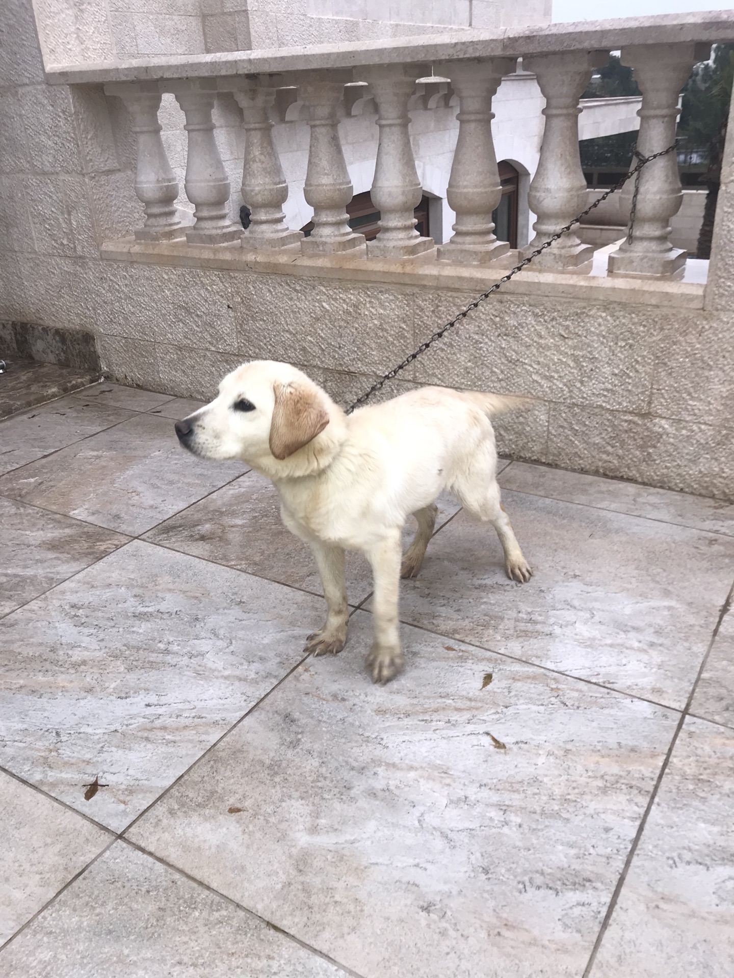 100% pure Labrador Retriever puppy for sale
لا تنسَ أنك شاهدت هذا الإعلان في عنكبوت
6 months...