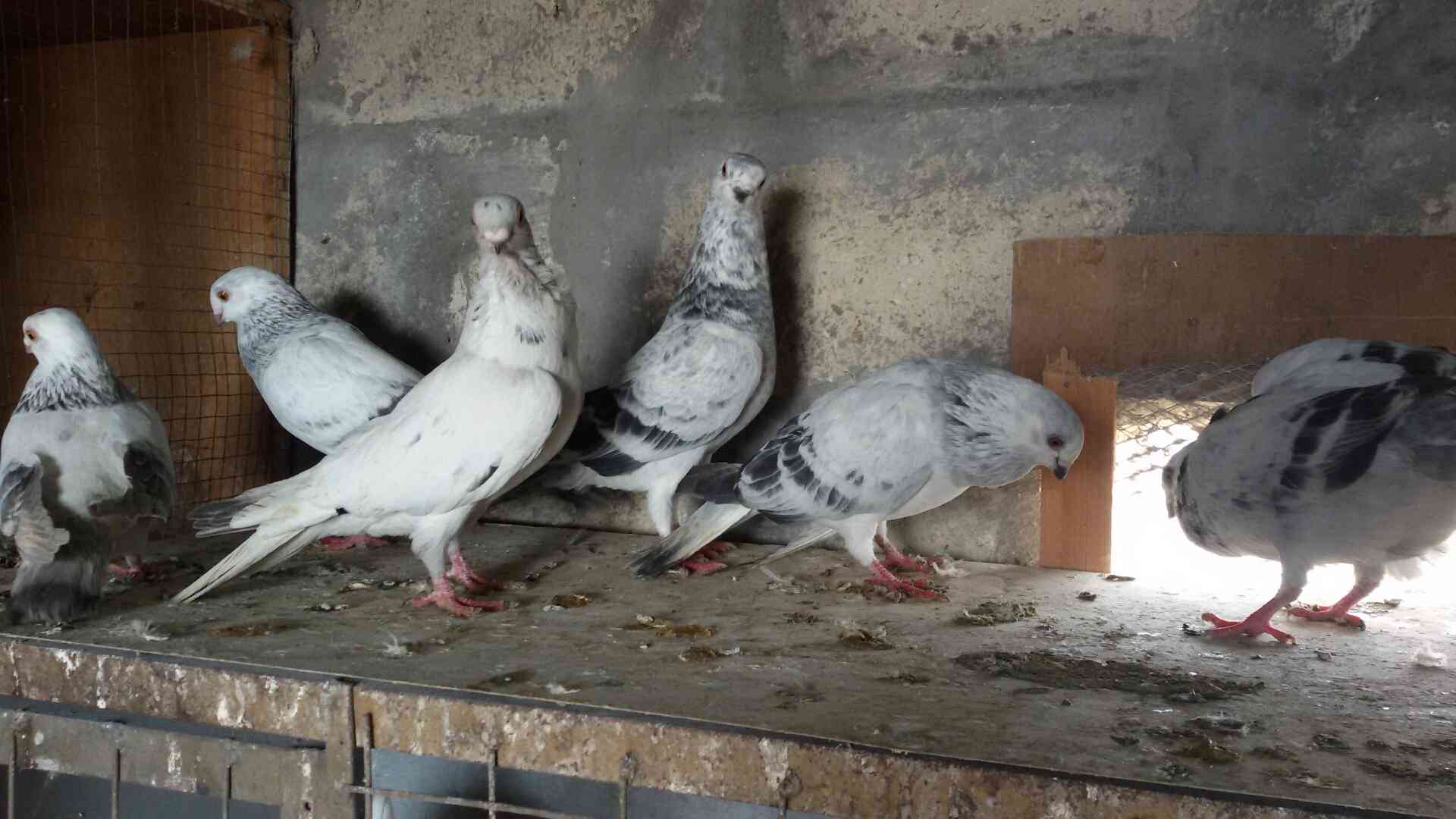 حمام للبيع
لا تنسَ أنك شاهدت هذا الإعلان في عنكبوت
للبيع 47 طير مشكله فيها اجواز وكش البيع كو...