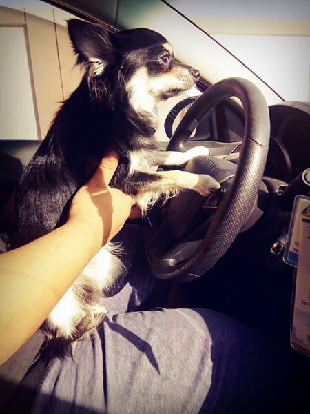chihuahua black and tan male
لا تنسَ أنك شاهدت هذا الإعلان في عنكبوت
Long coat chihuahua male...