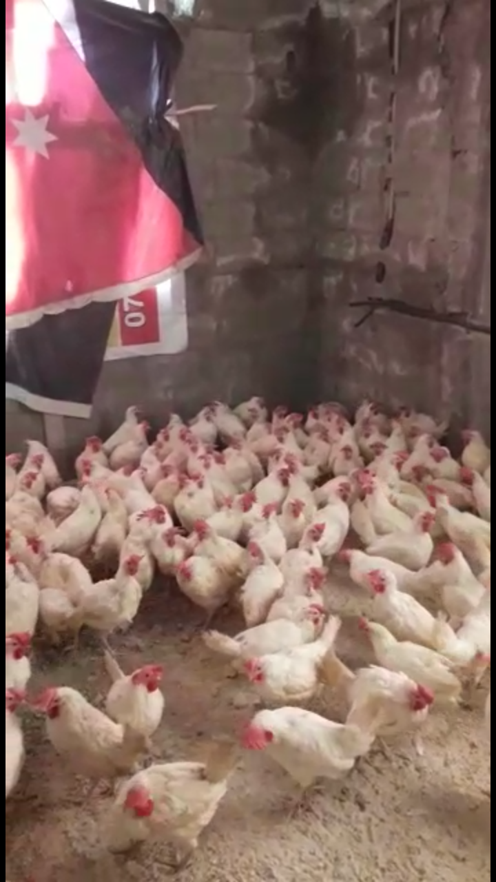 المقابلين                                            


	 				لا تنسَ أنك شاهدت هذا الإعلان في عنكبوت            
	 				
                            جاج مزارع بياض 
الجاجه على دينار واحد...