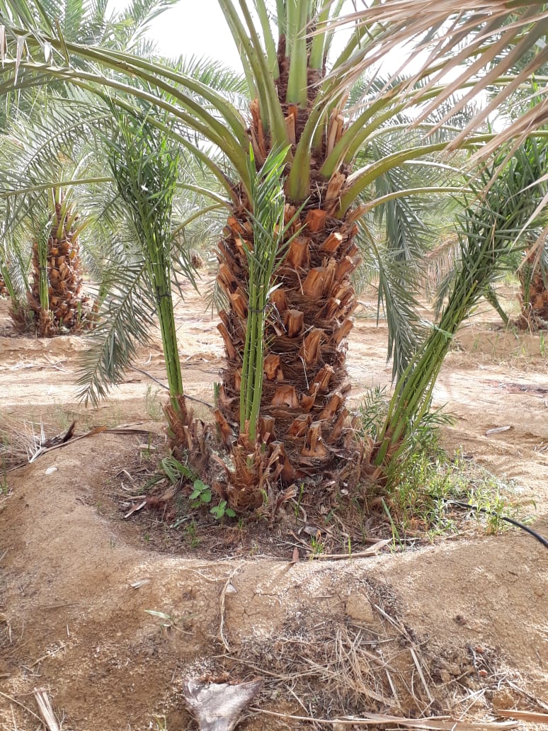 اشجار حمضيات جميع الانواع باسعار منافسه على الكميات. اشجار نخيل فسائل وانسجه                                            


	 				لا تنسَ أنك شاهدت هذا الإعلان في عنكبوت...